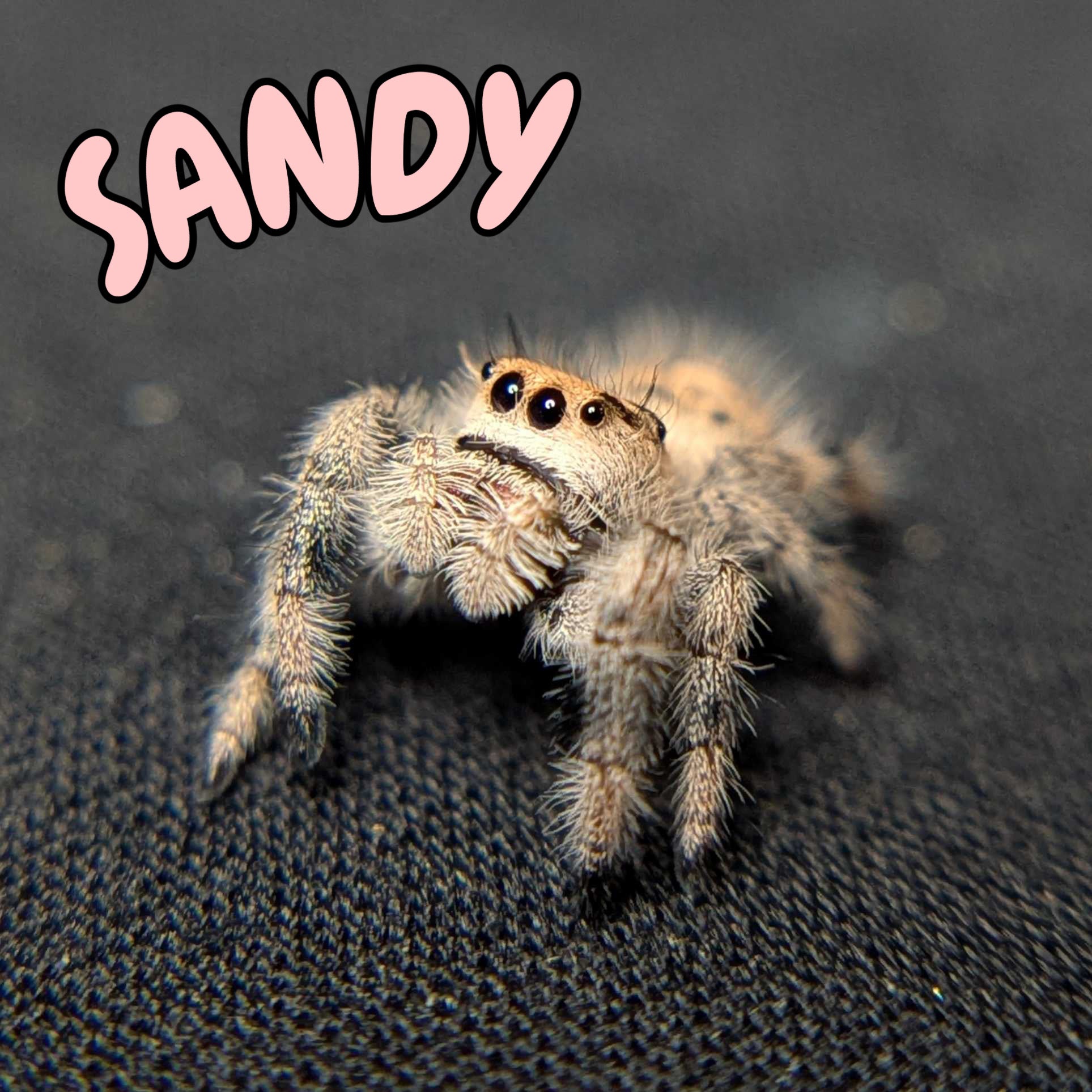 Female Regal Jumping Spider Sandy