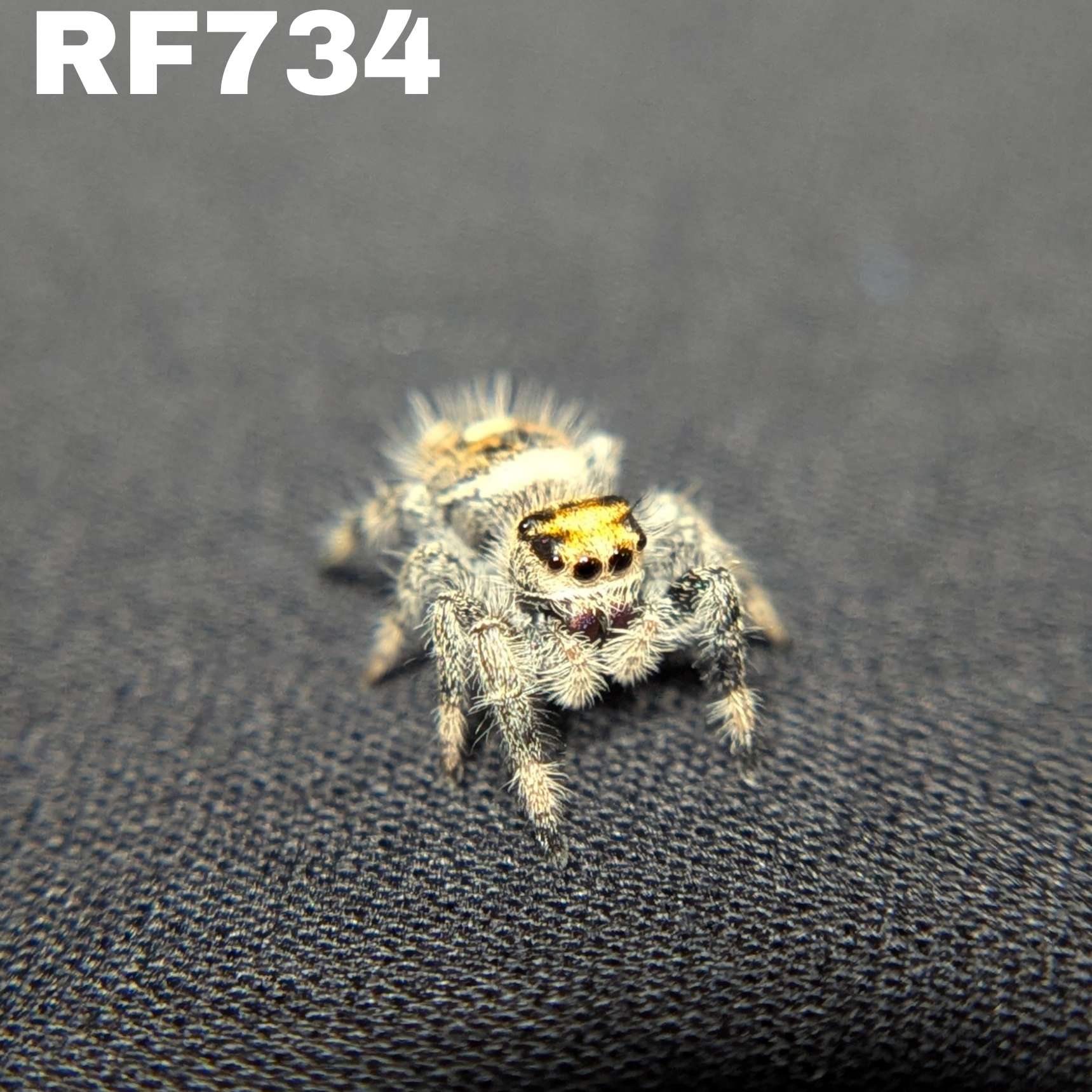 Regal Jumping Spider "Lunaria"