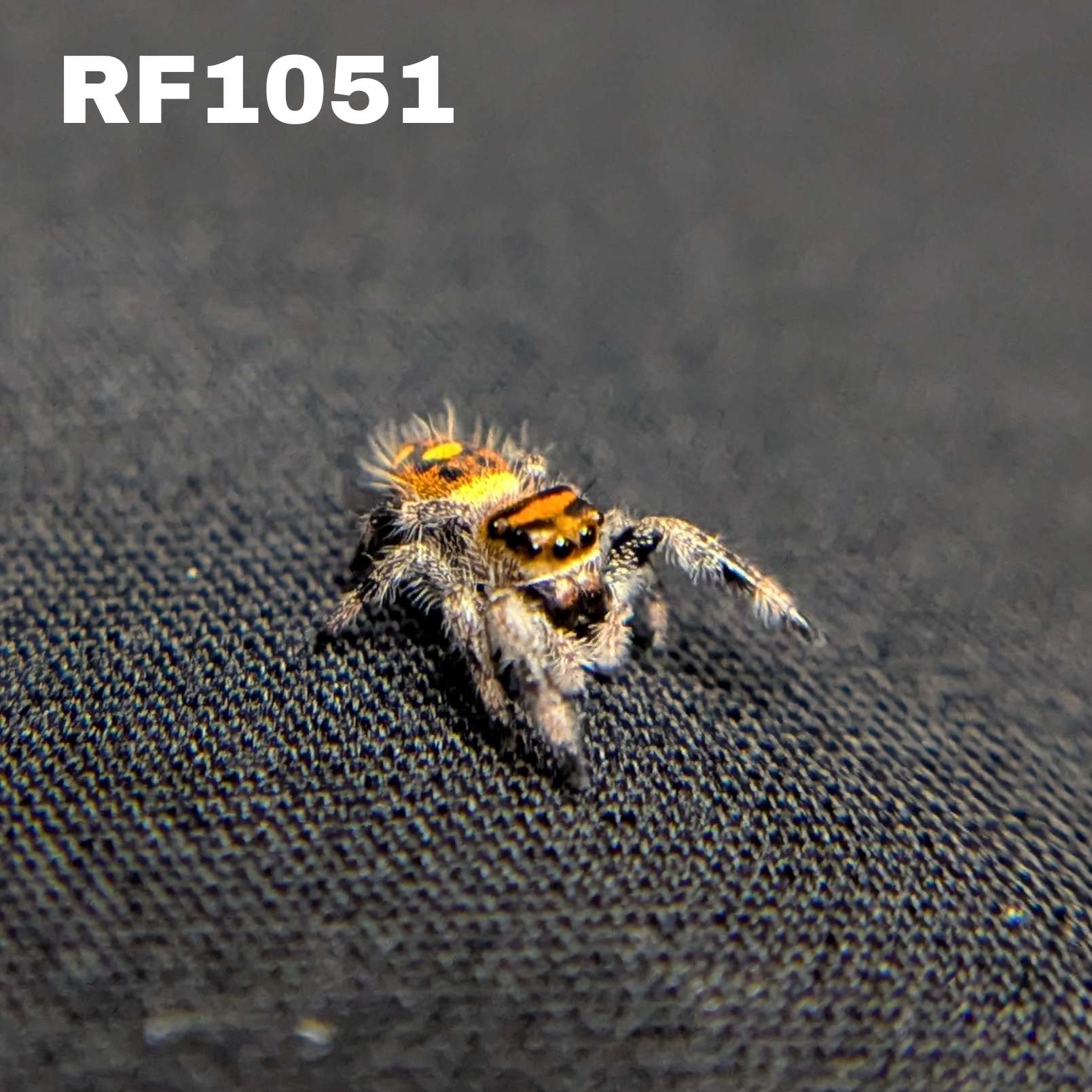 Regal Jumping Spider "Cheetah"