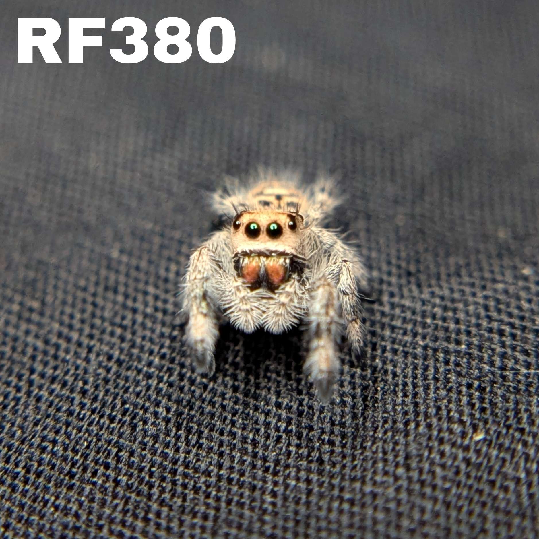 Regal Jumping Spider "Sunkiss"