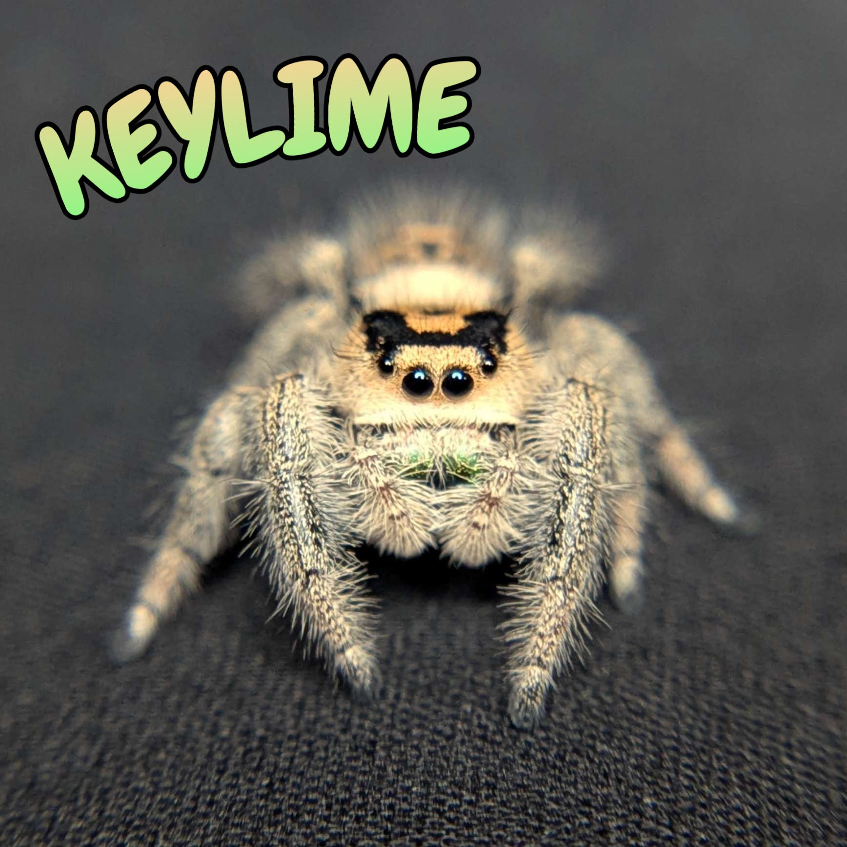 Regal Jumping Spider "Keylime"