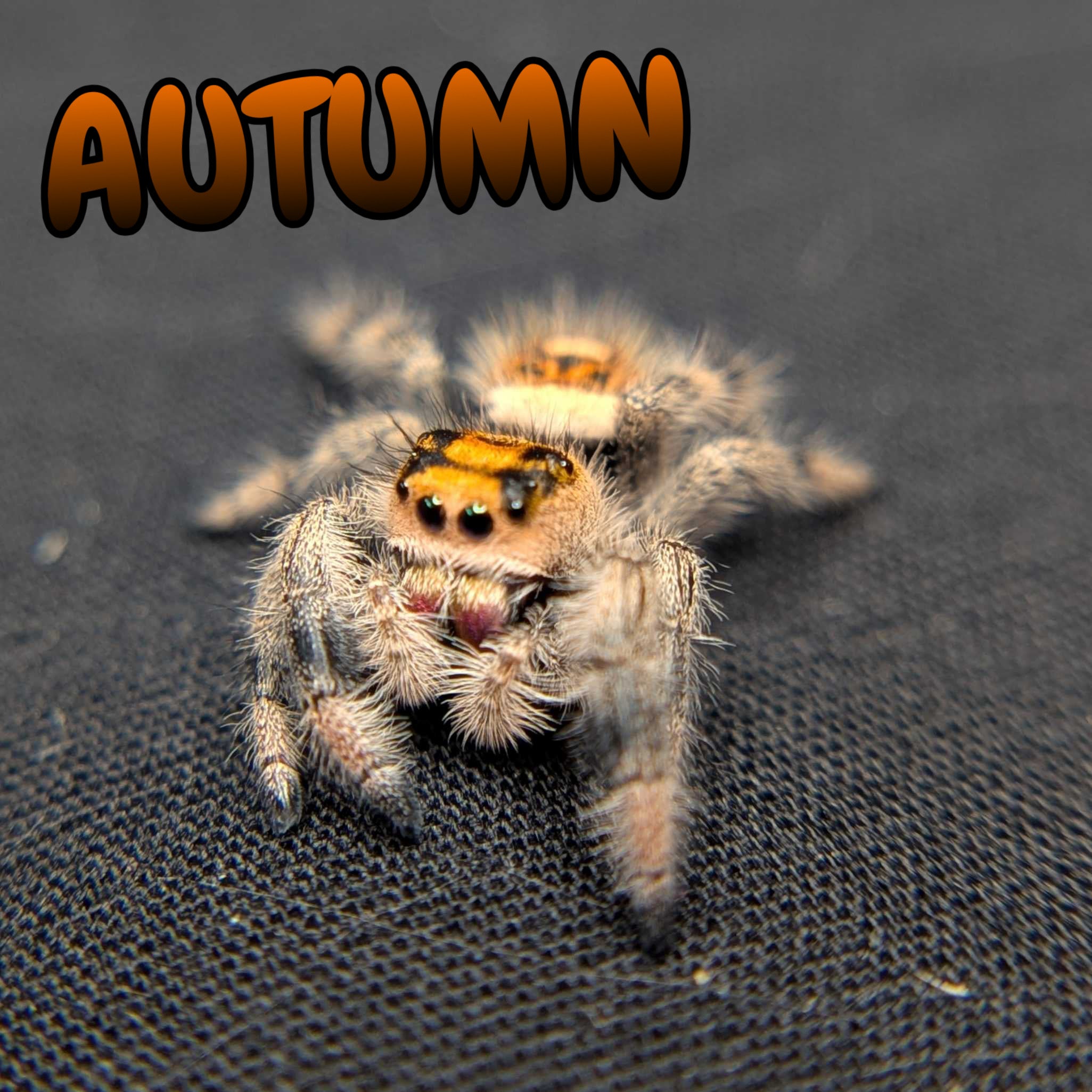 Regal Jumping Spider "Autumn"