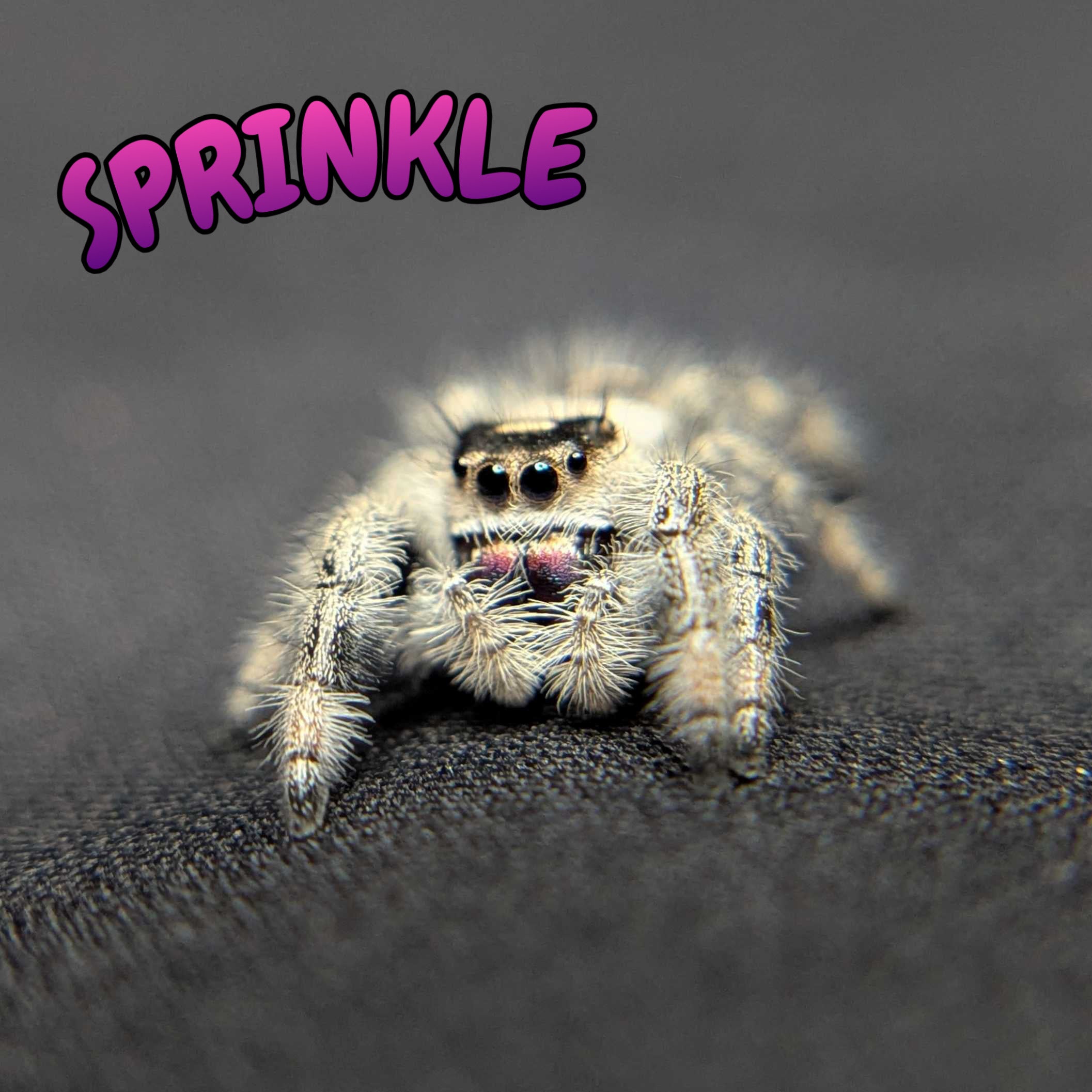 Regal Jumping Spider "Sprinkle"