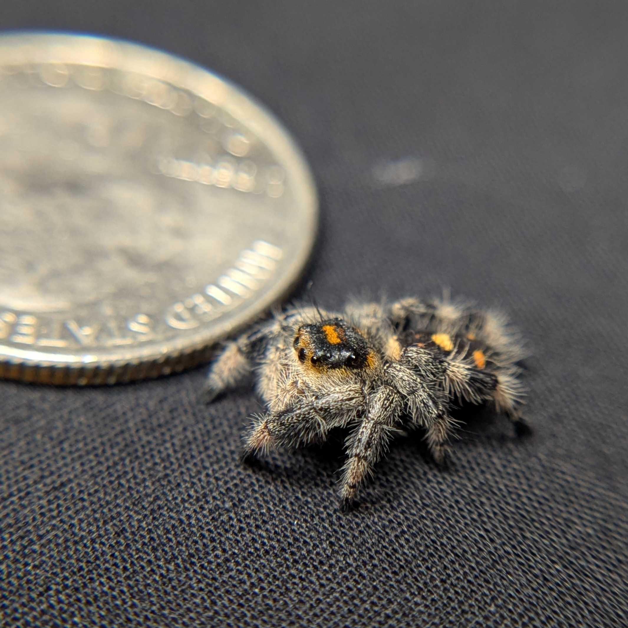 Regal Jumping Spider "Salsa"