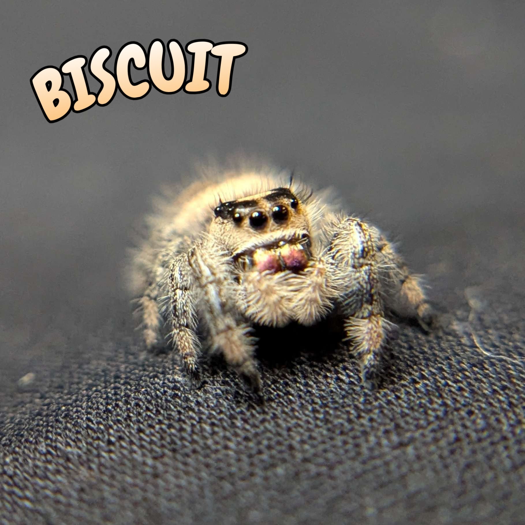 Regal Jumping Spider "Biscuit"