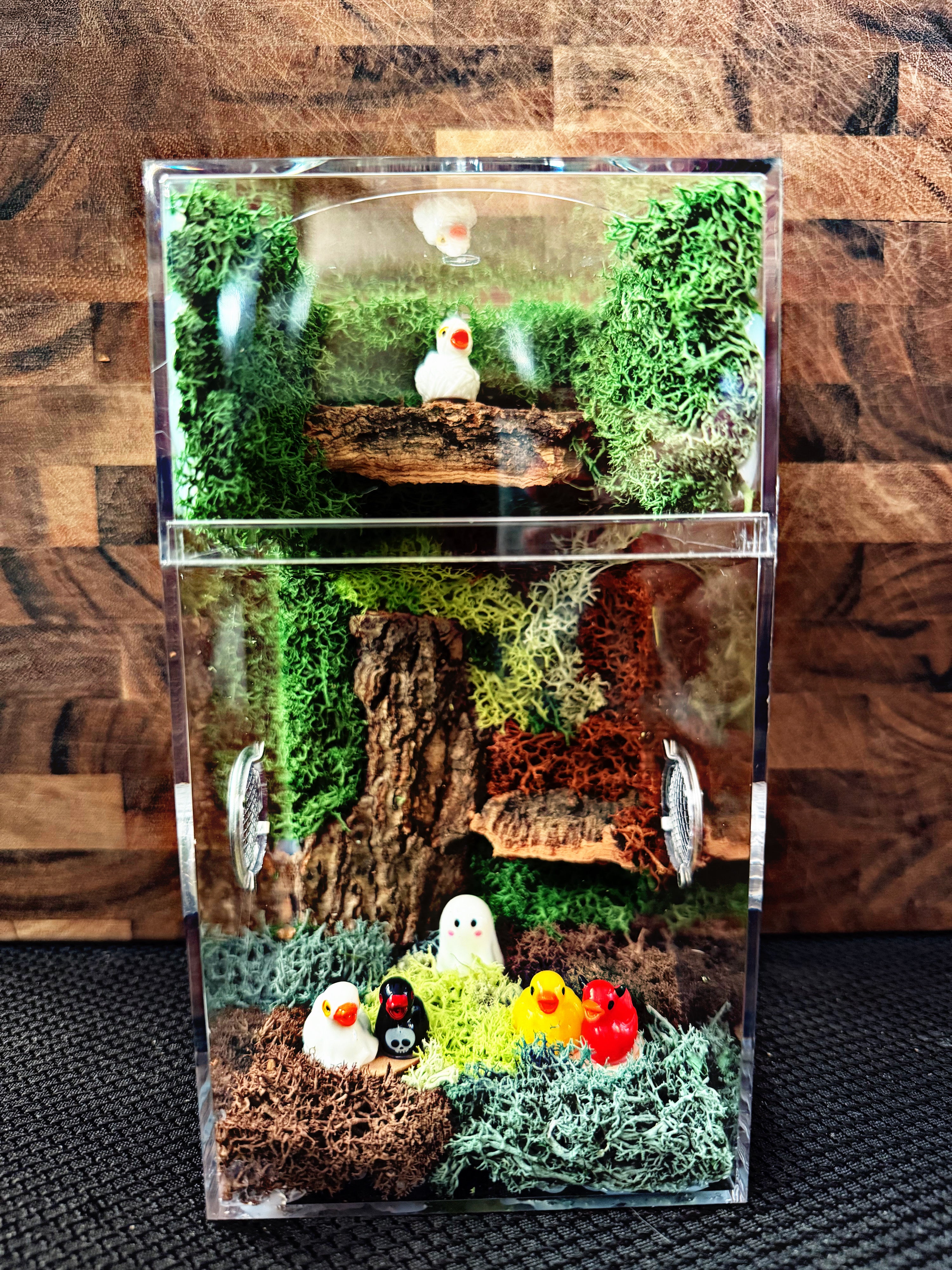 Custom Jumping Spider Enclosure