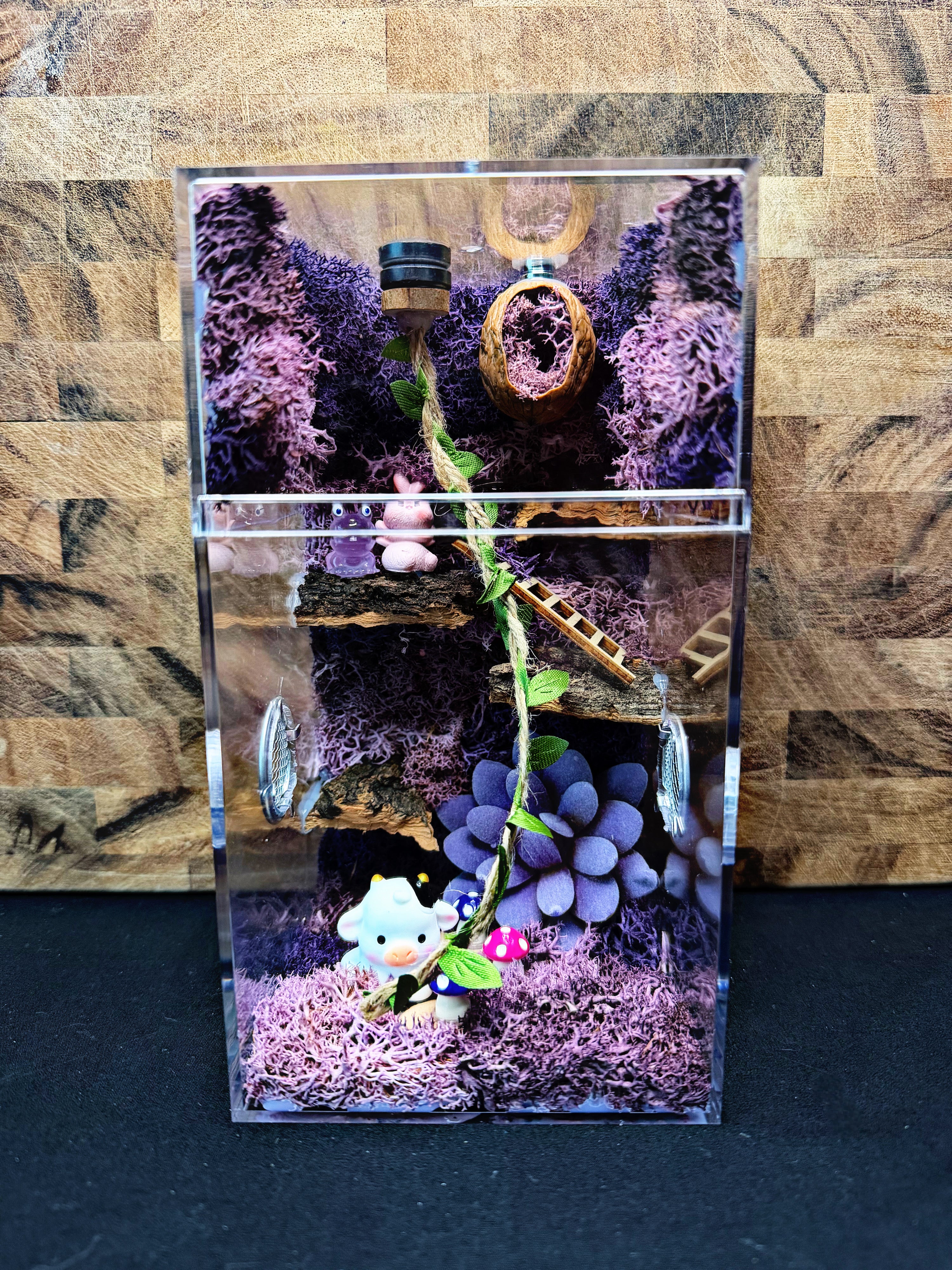 Custom Jumping Spider Enclosure