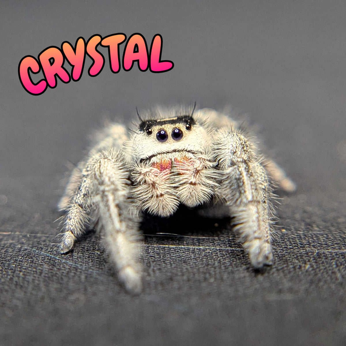 Regal Jumping Spider "Crystal”