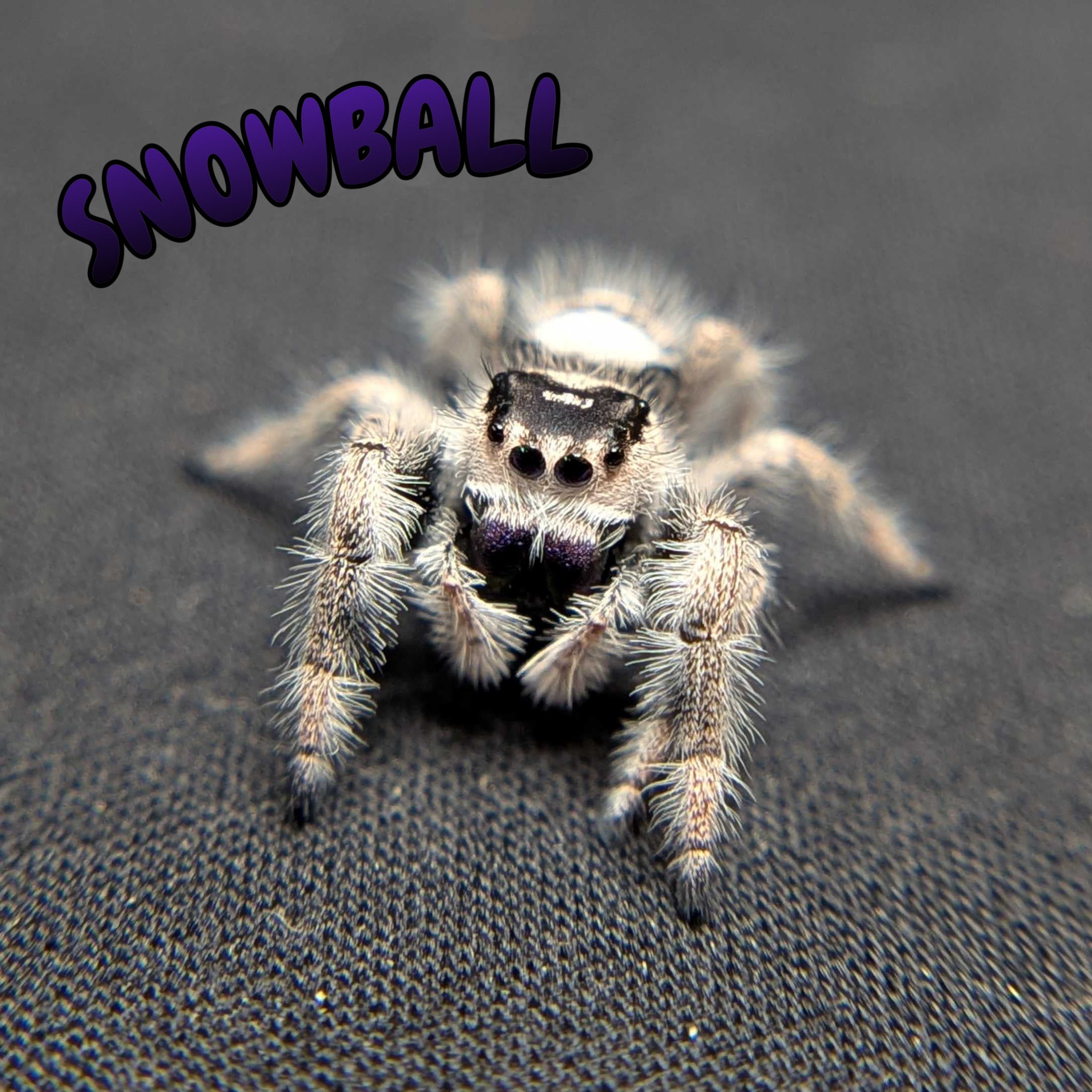 Female Regal Jumping Spider Snowball
