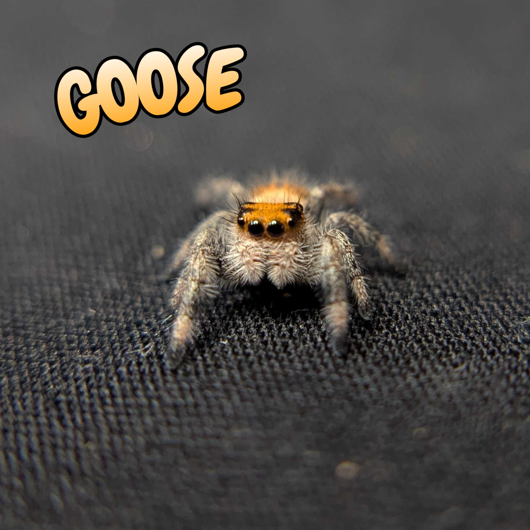 Regal Jumping Spider "Goose"