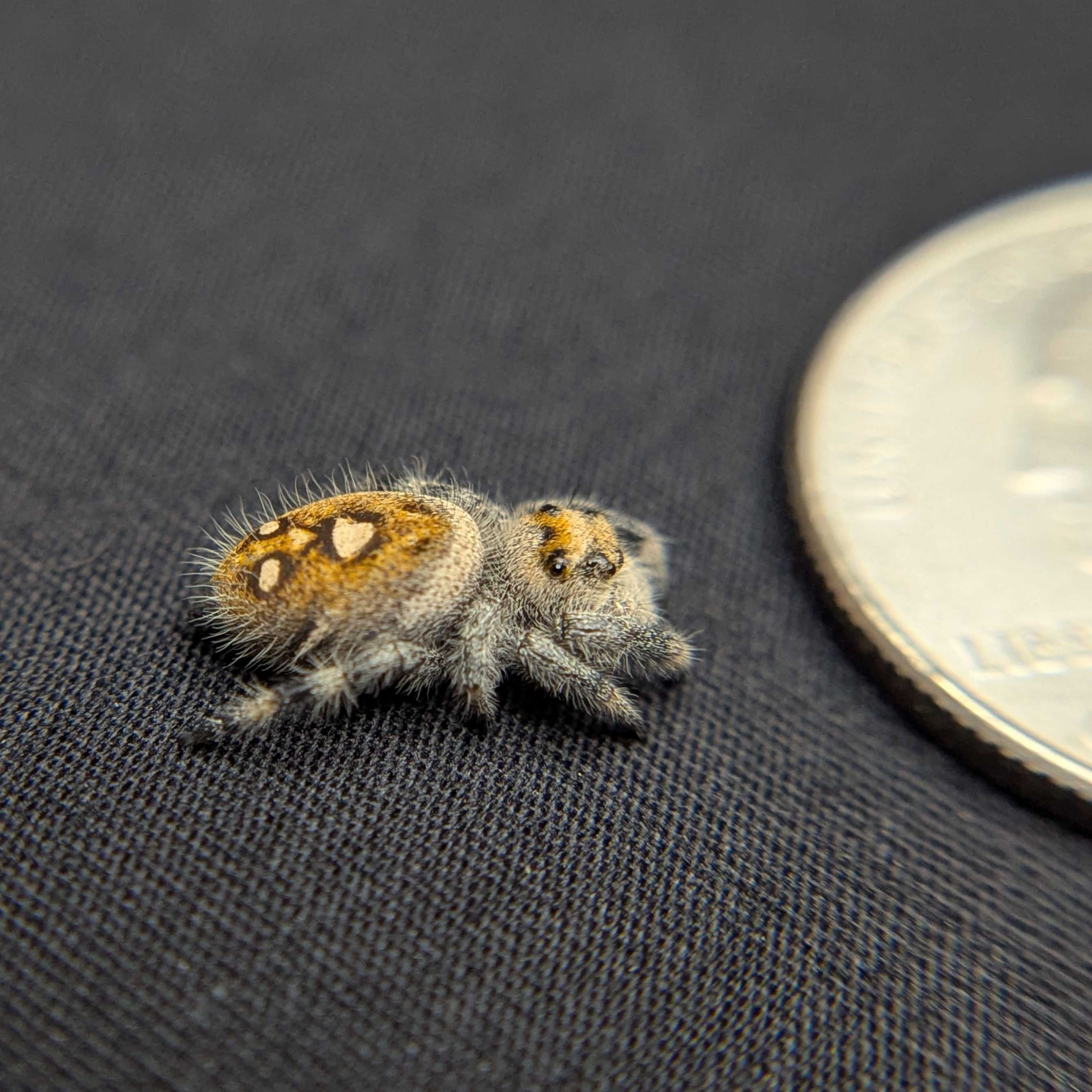 Regal Jumping Spider "Tangerine"