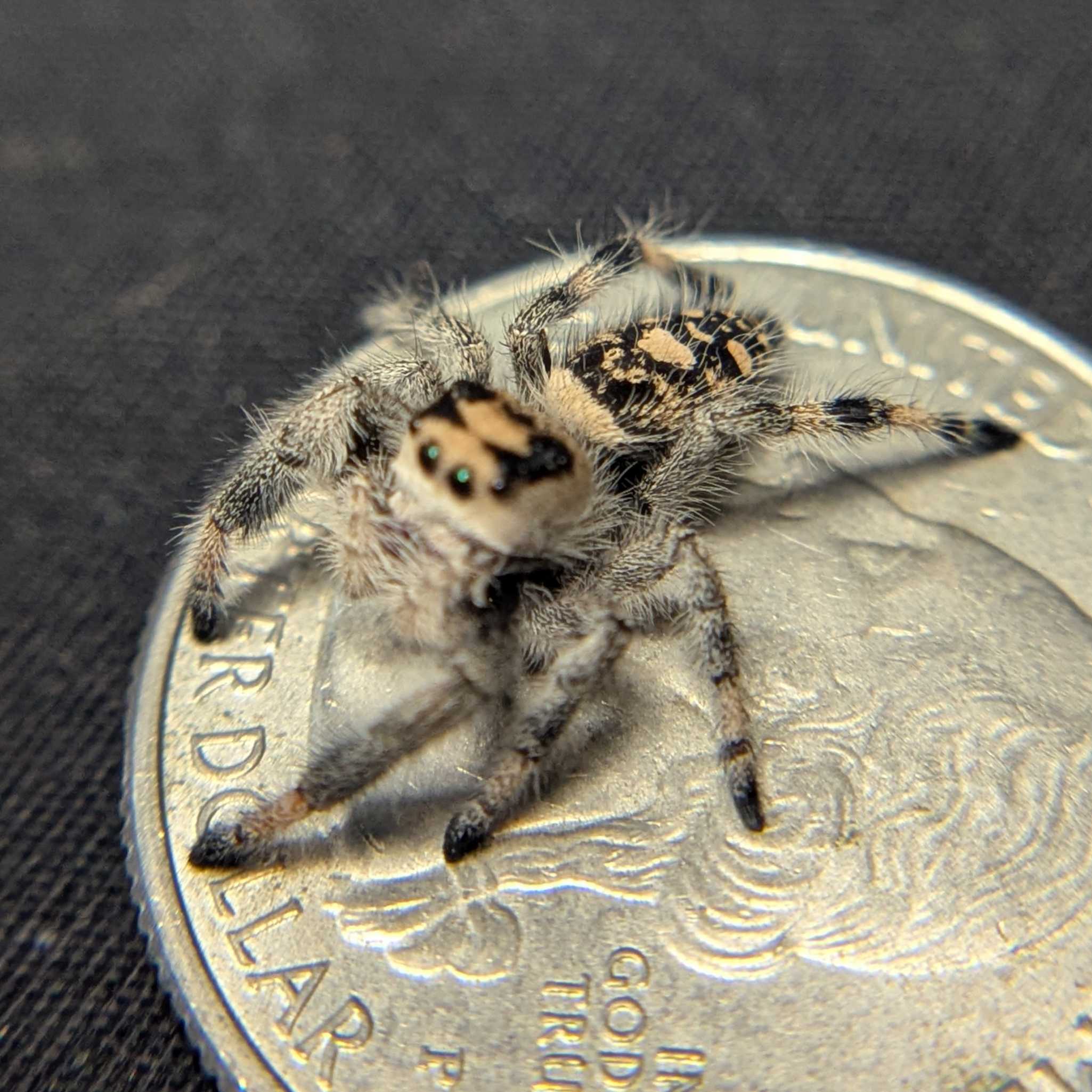 Regal Jumping Spider "Tofu"