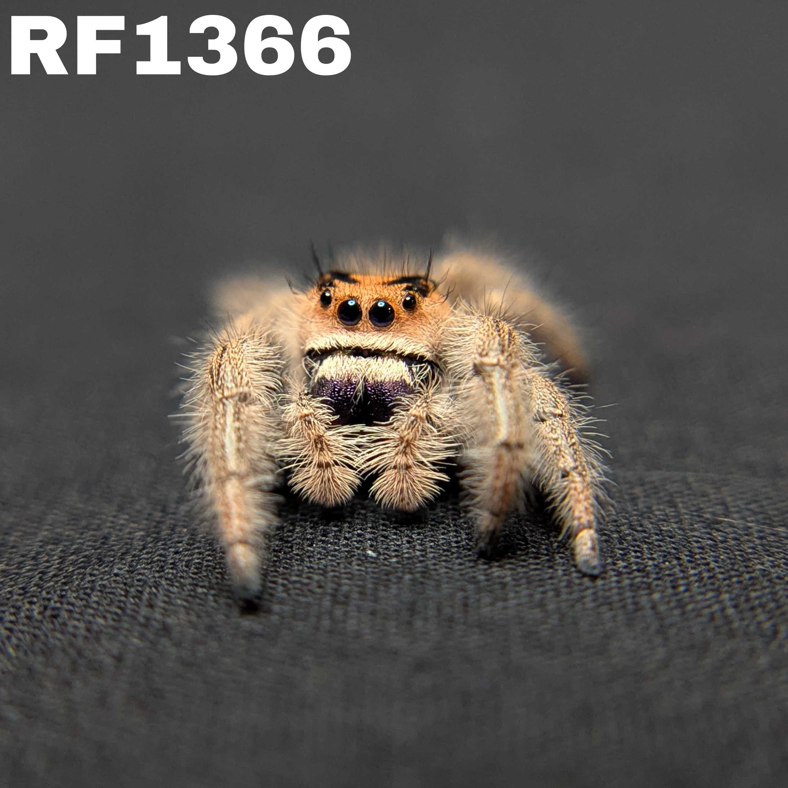 Regal Jumping Spider "Viola"