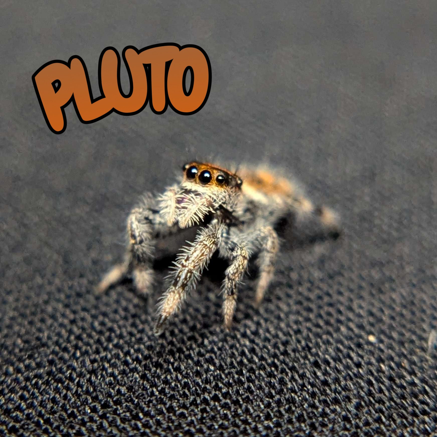 Regal Jumping Spider "Pluto"