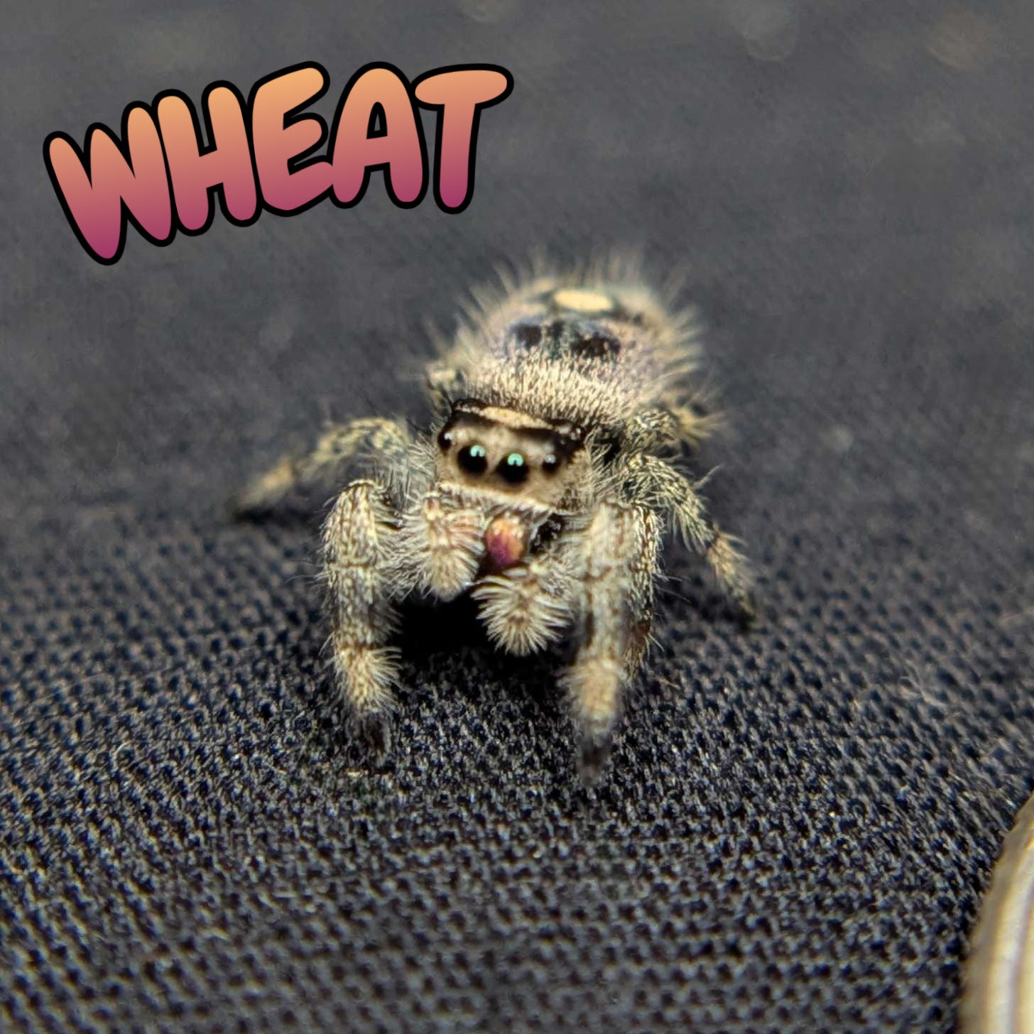 Regal Jumping Spider "Wheat"
