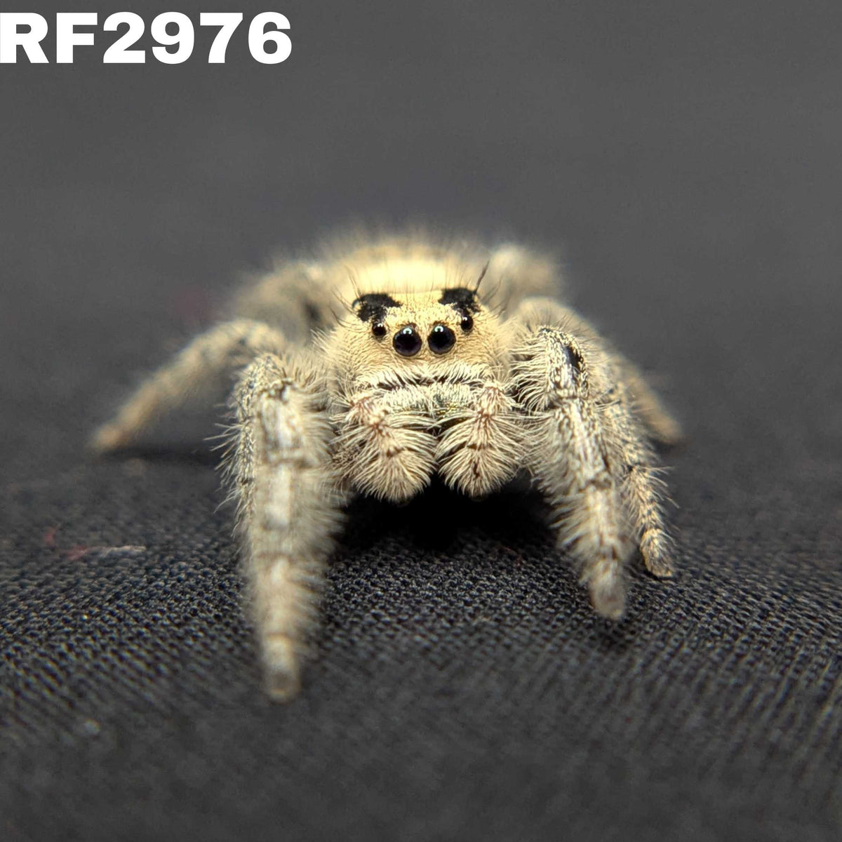 Regal Jumping Spider “Agatha”