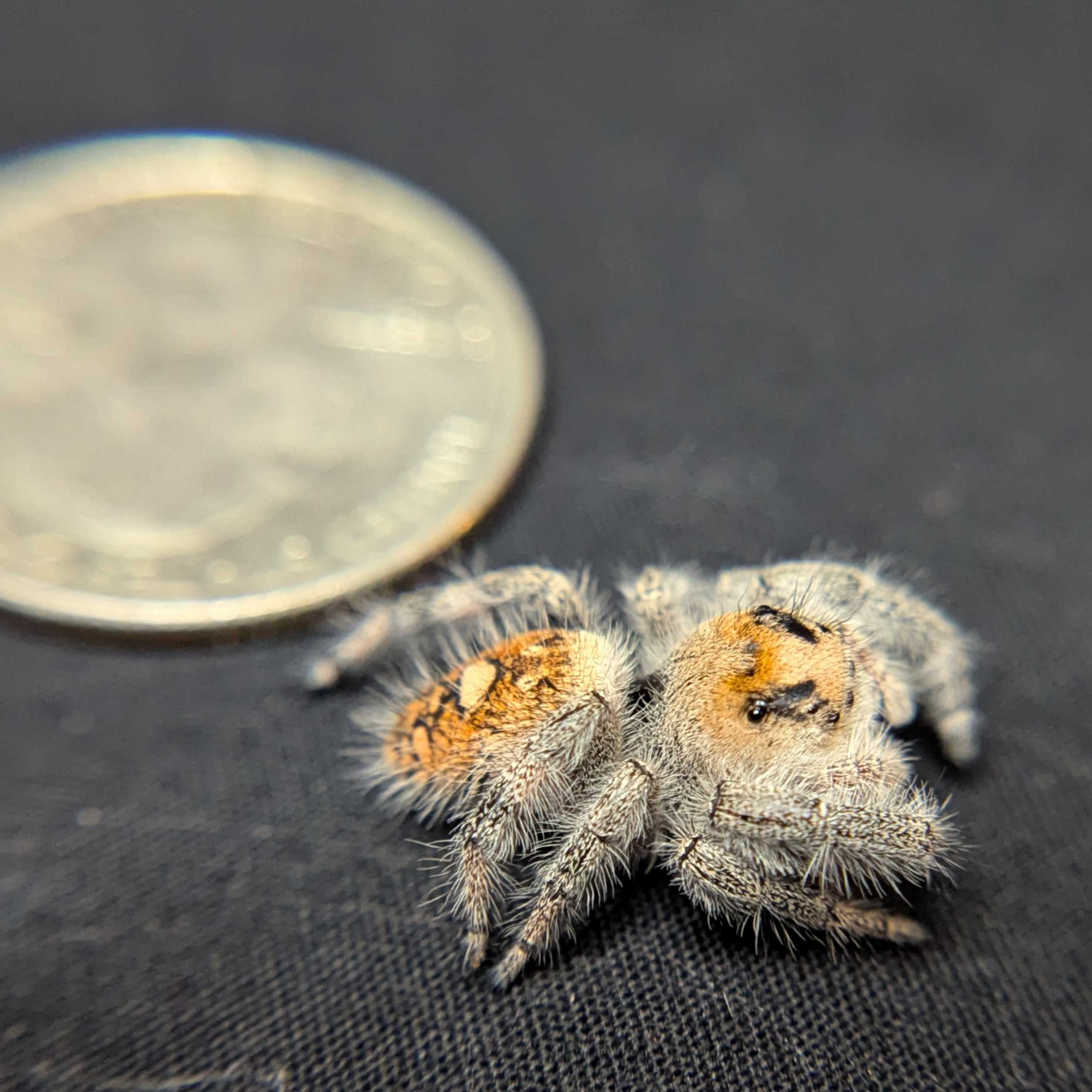 Regal Jumping Spider “OG Kush”