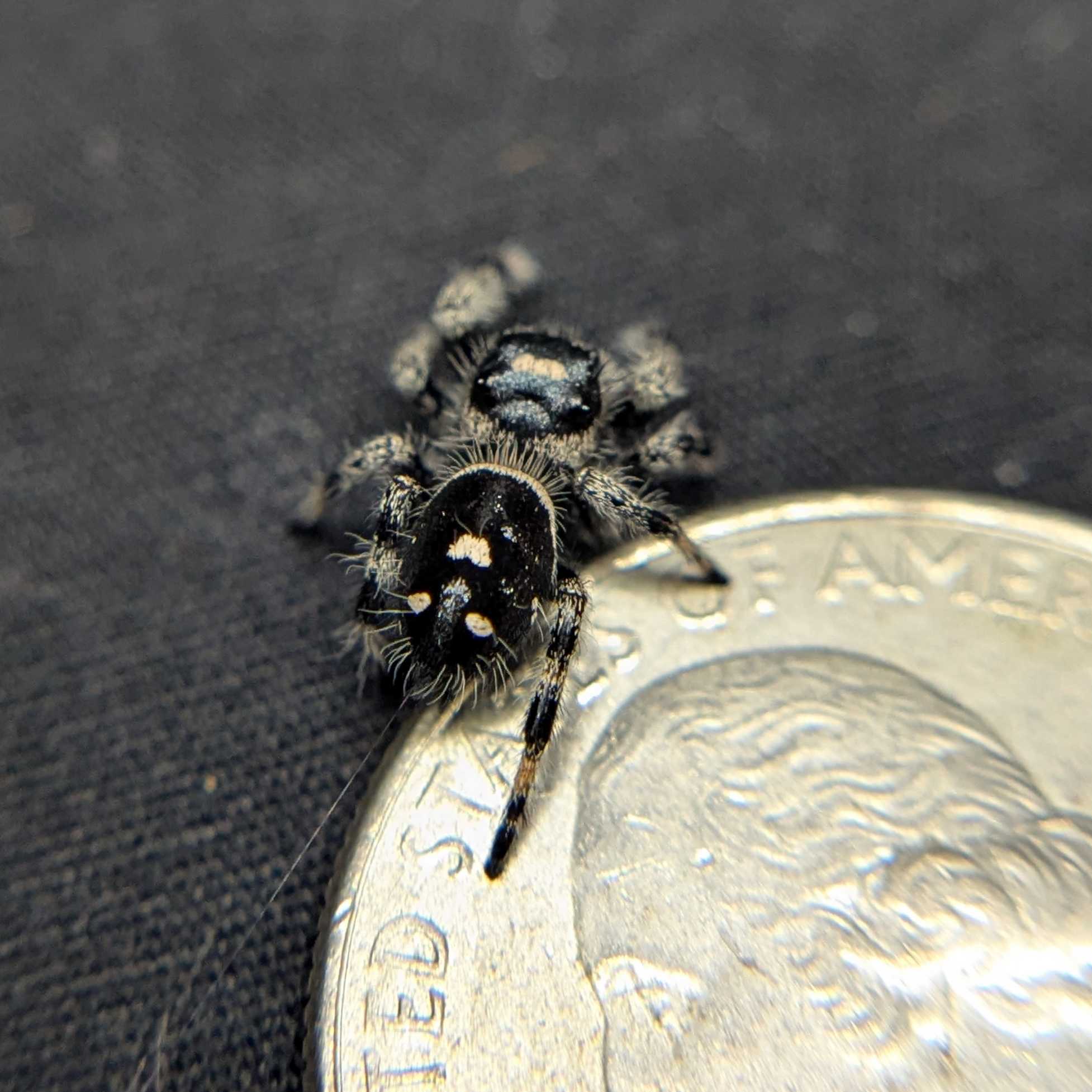 Regal Jumping Spider “Snowy”