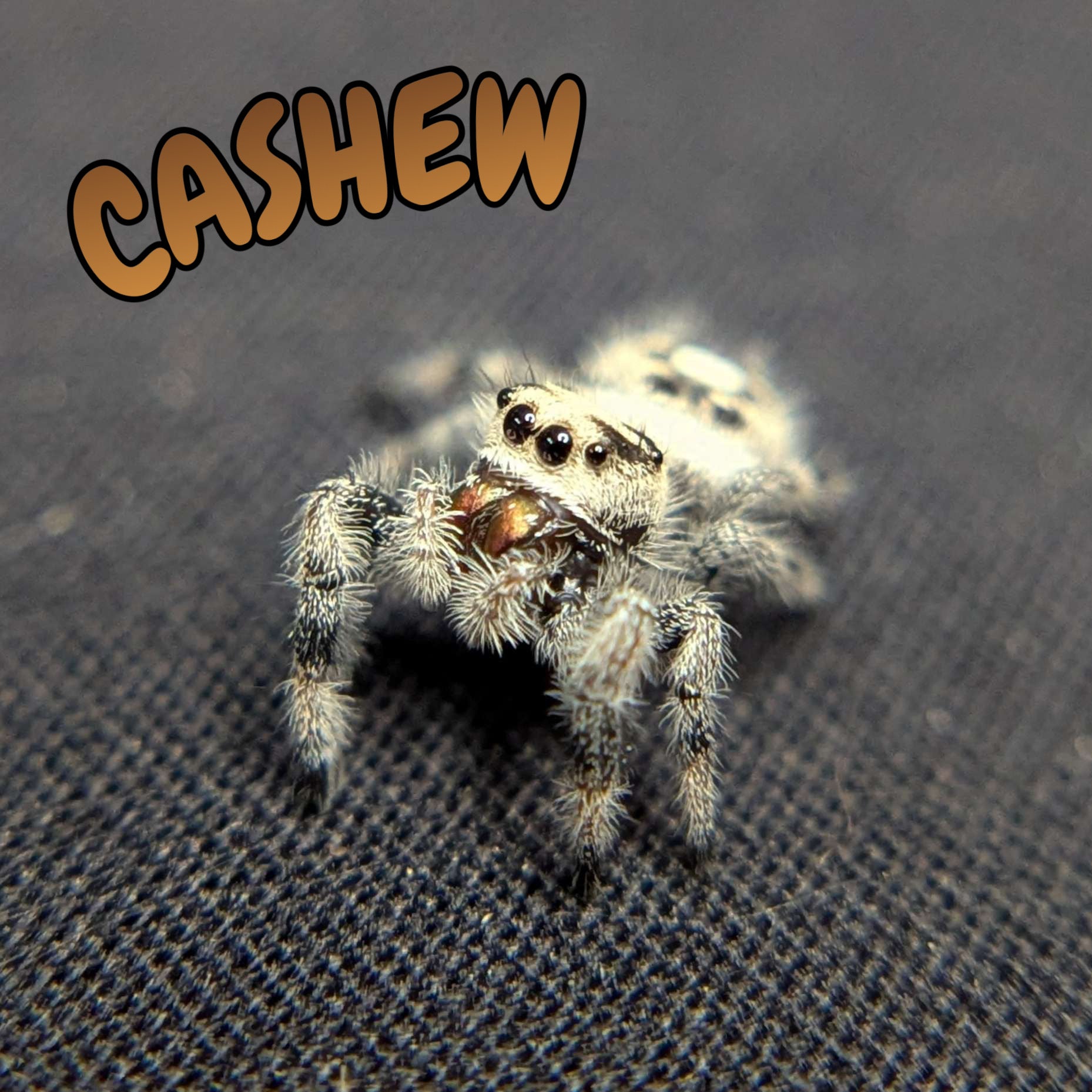 Regal Jumping Spider "Cashew"