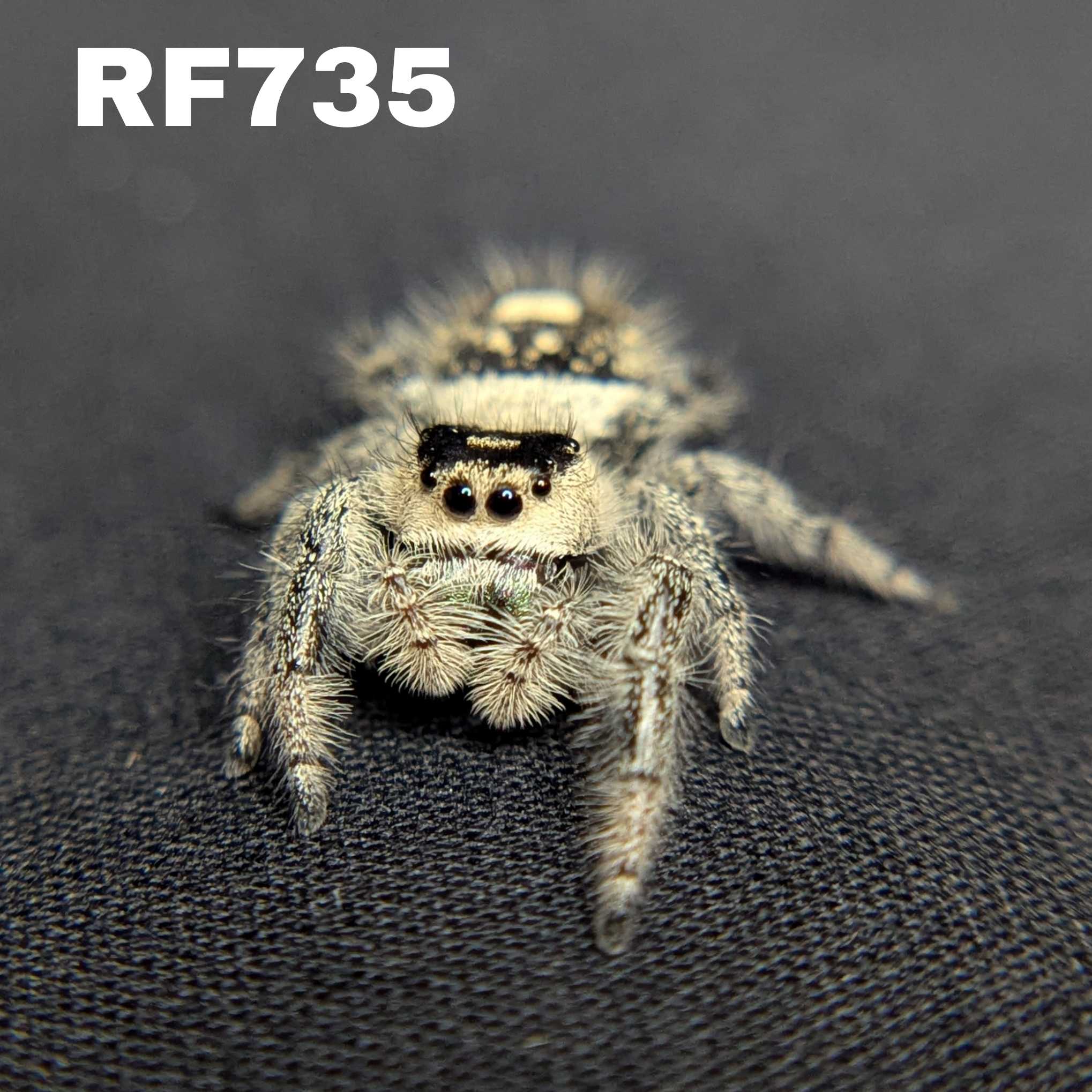 Regal Jumping Spider "Venom"
