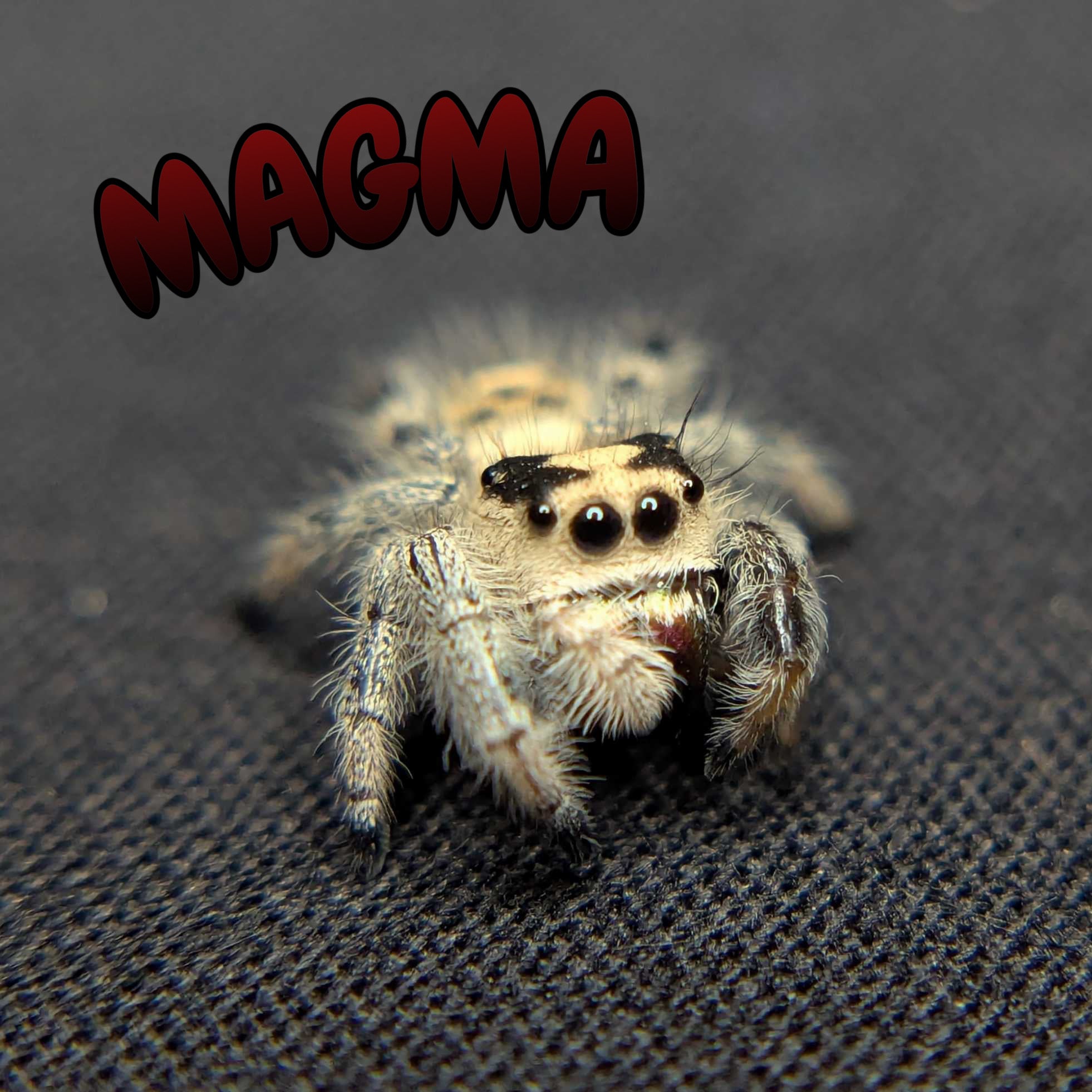Regal Jumping Spider “Magma”