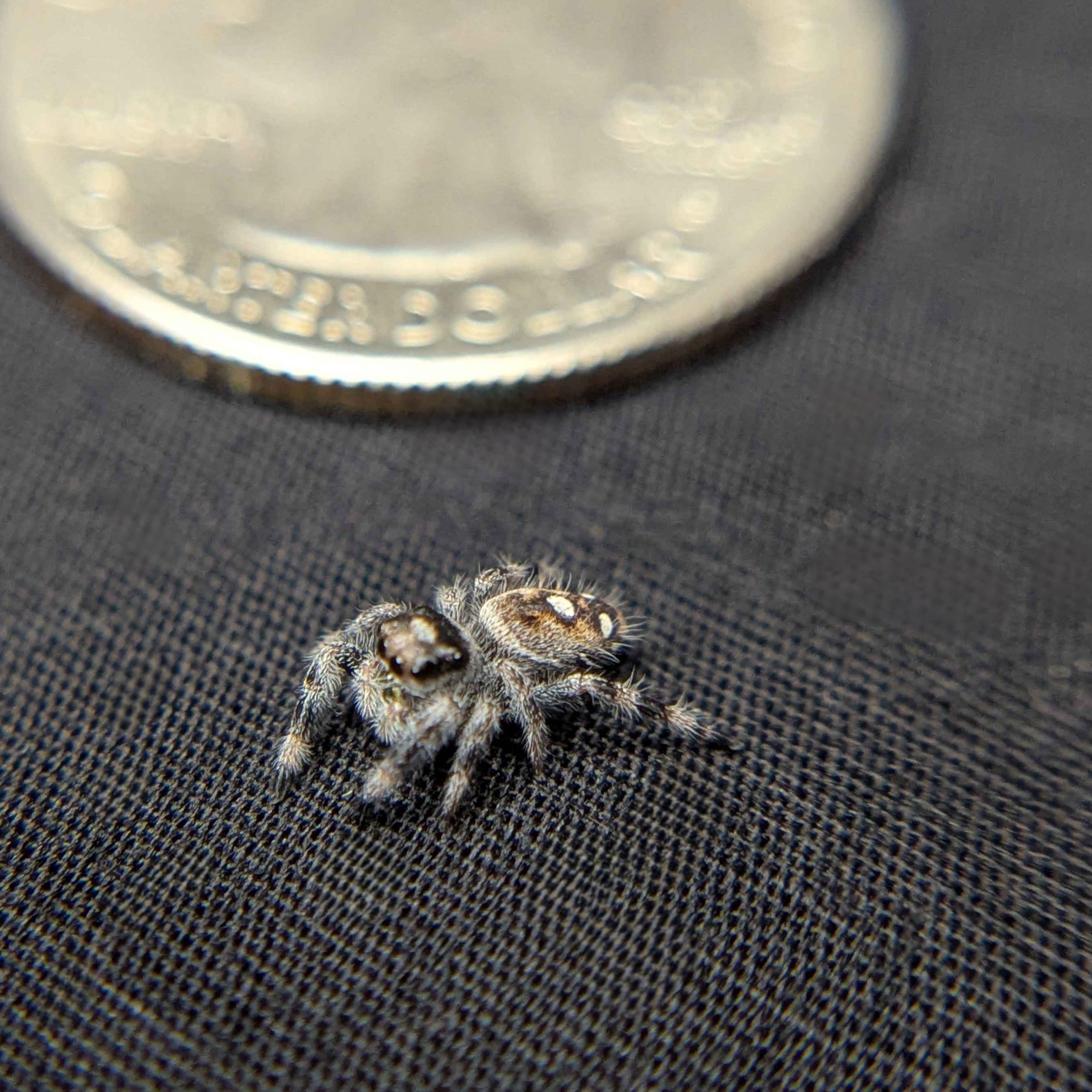 Female Regal Jumping Spider Bumble - Side View