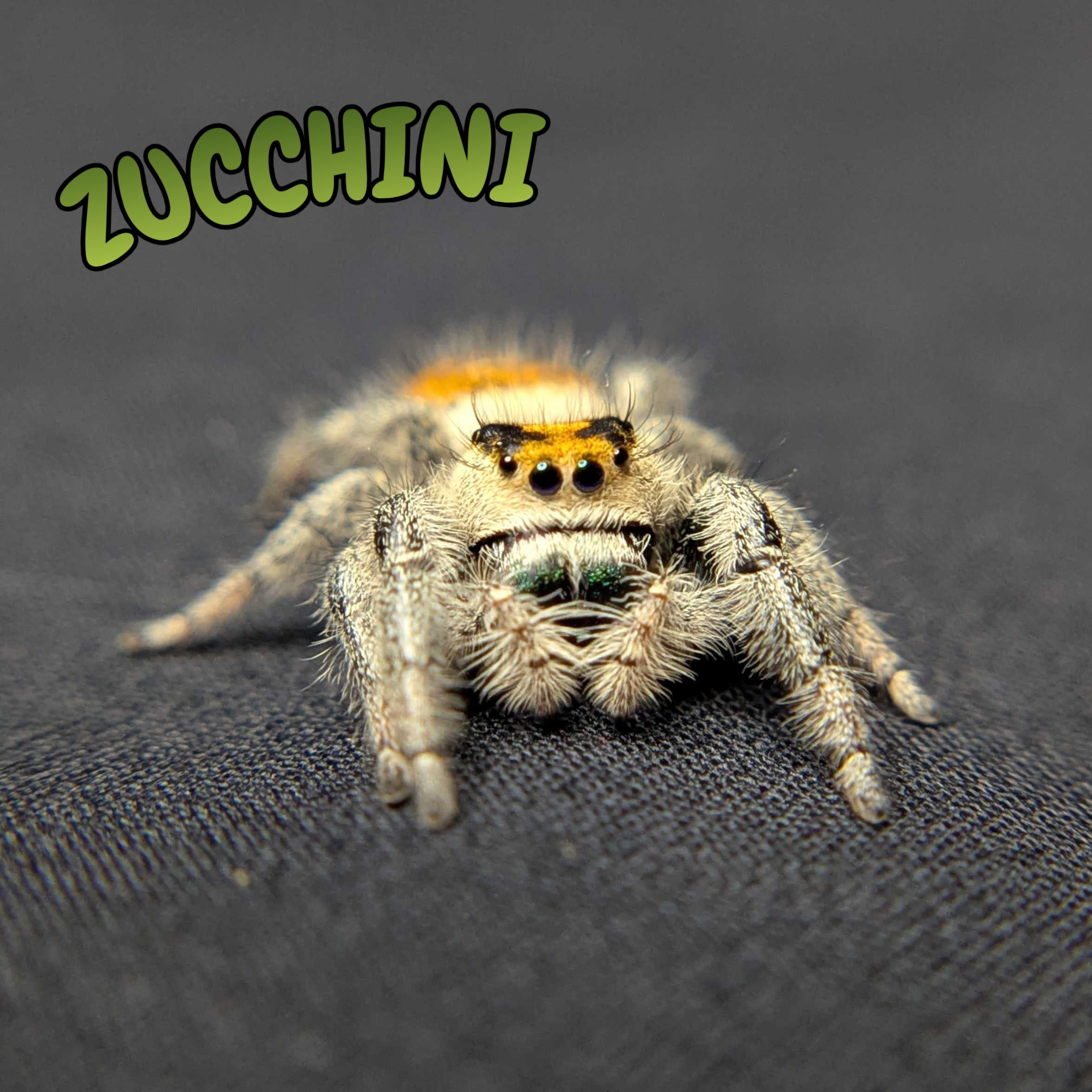 Regal Jumping Spider "Zucchini"