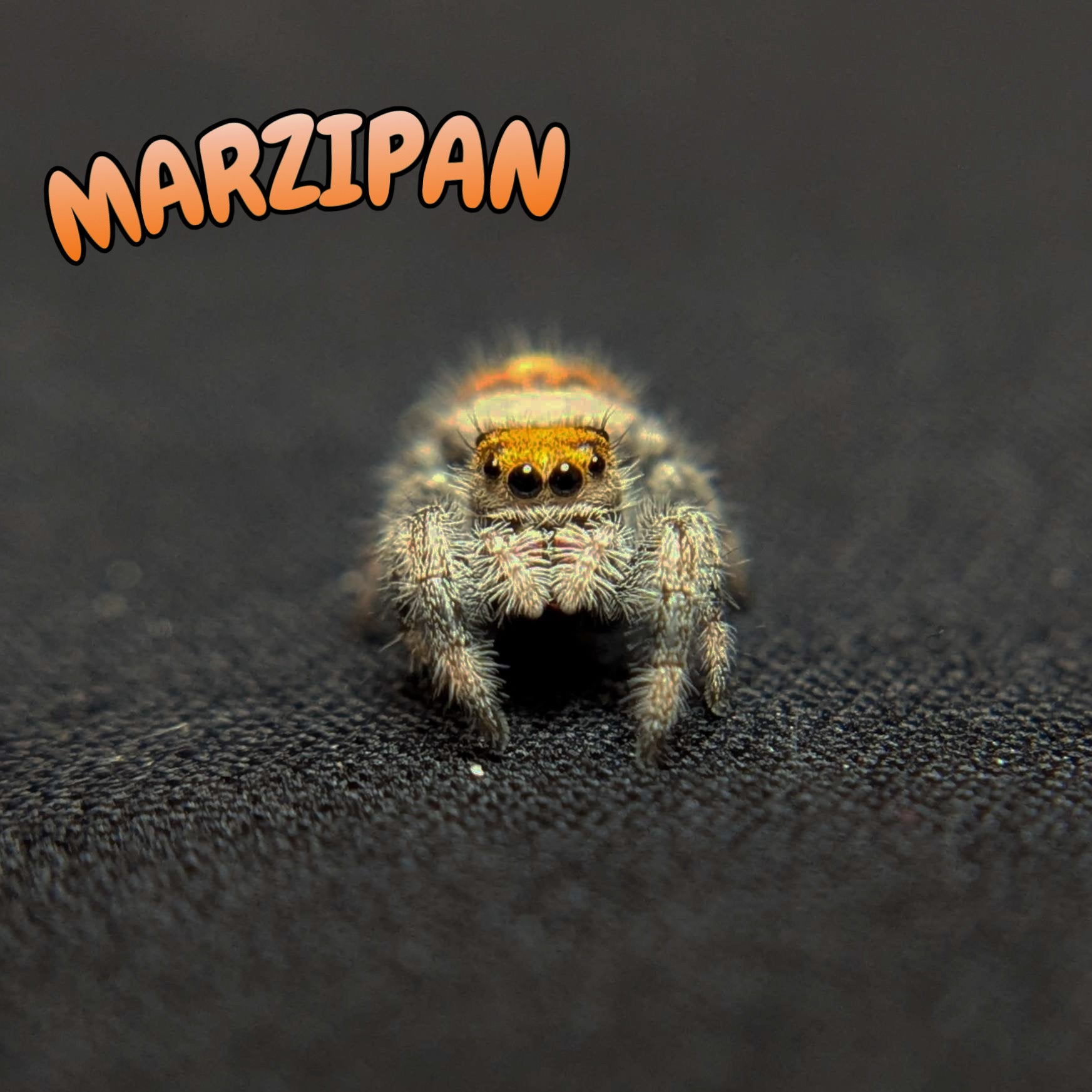 Regal Jumping Spider "Marzipan"