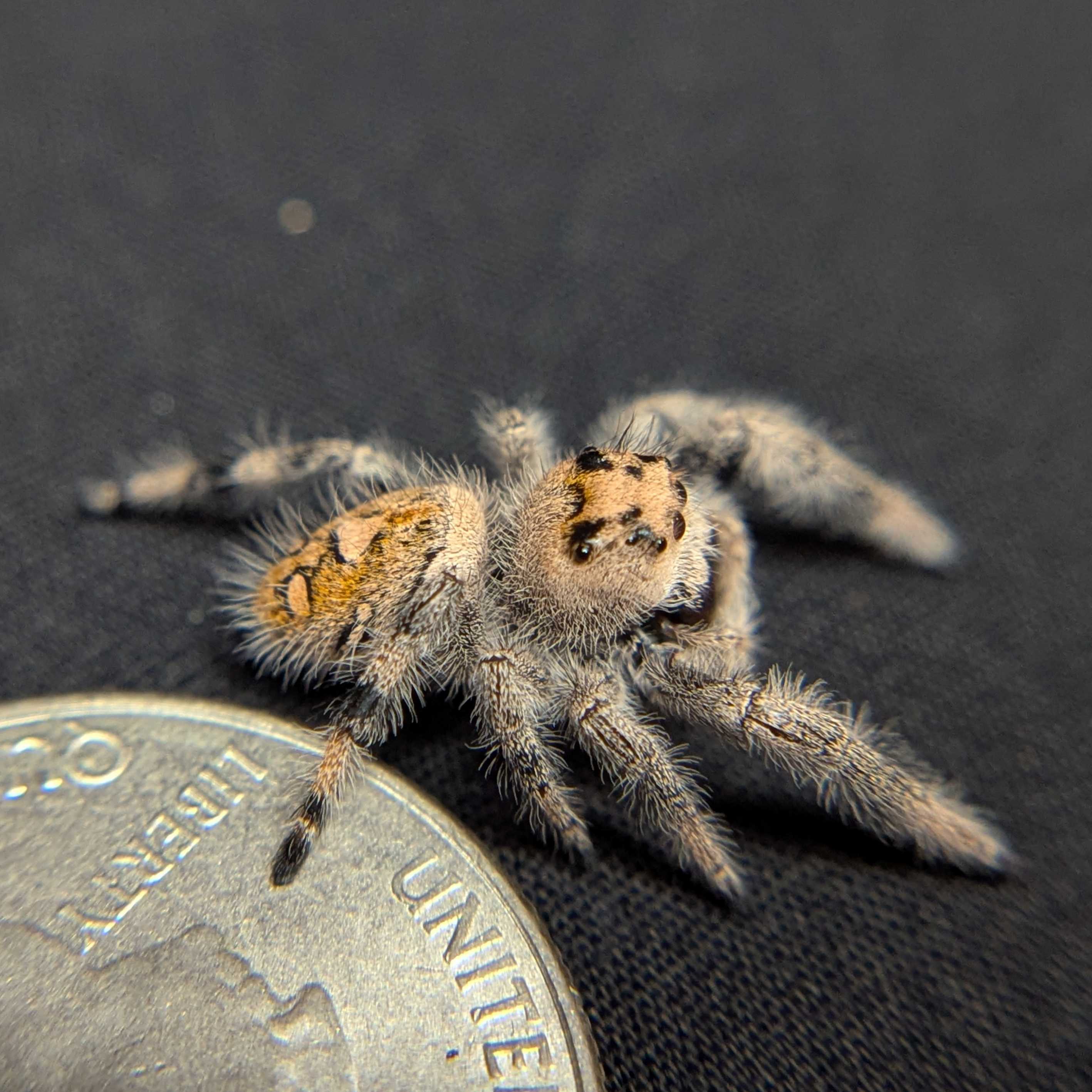 Regal Jumping Spider "Melody"