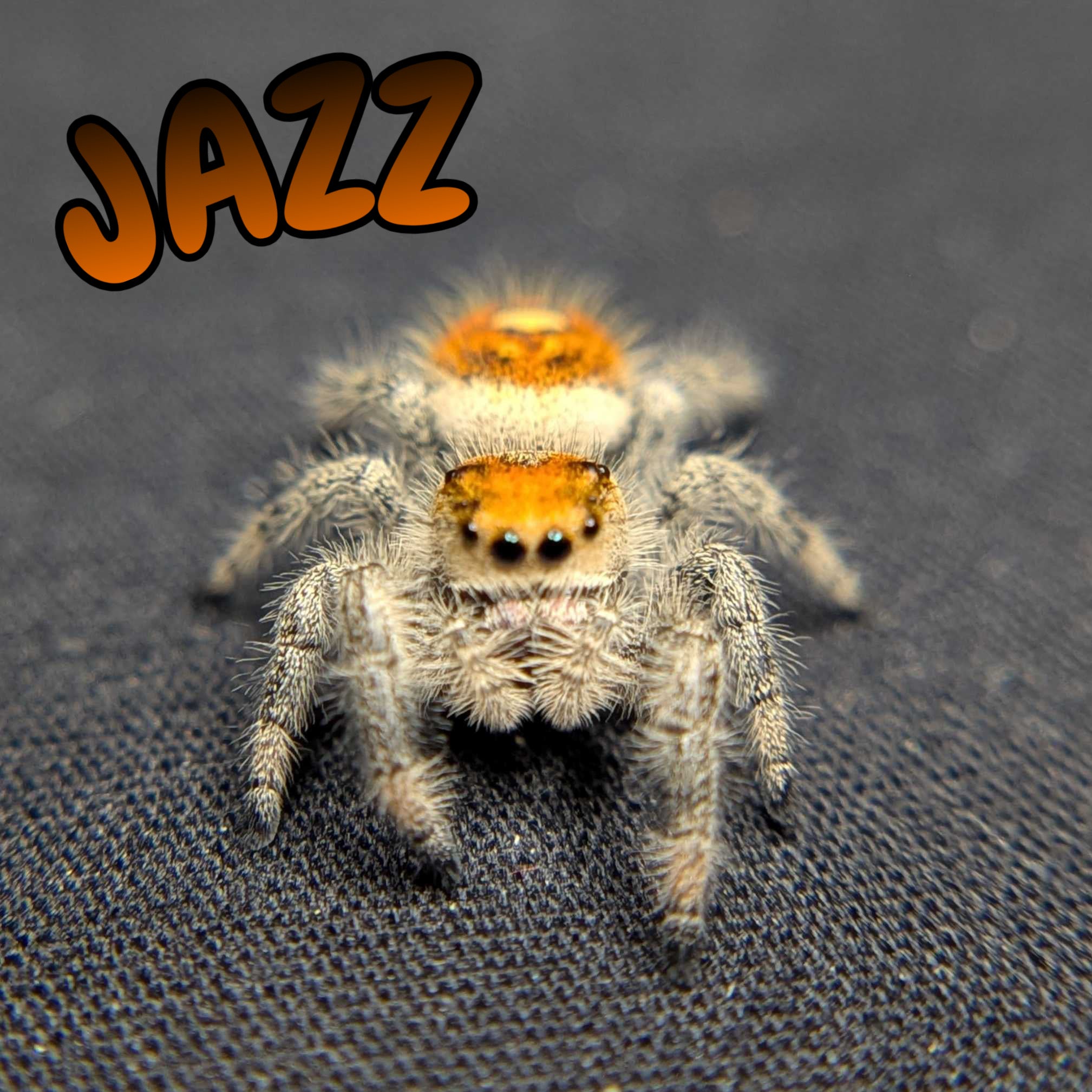 Regal Jumping Spider "Jazz"