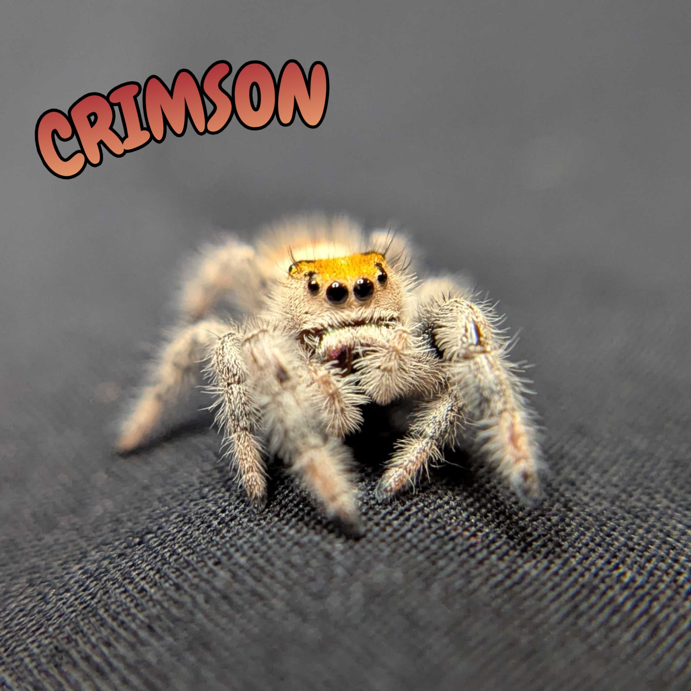 Regal Jumping Spider "Crimson"