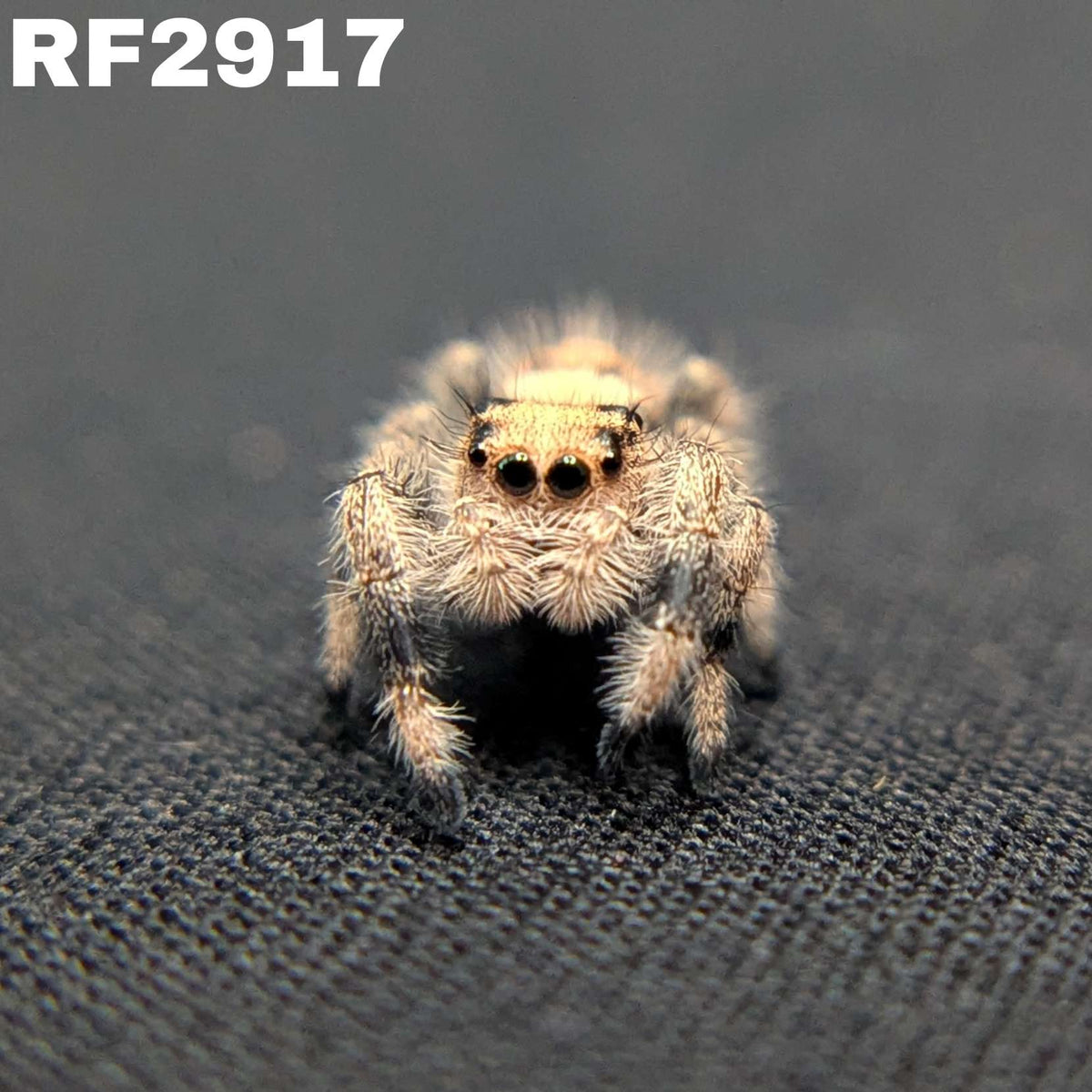 Regal Jumping Spider "Sunblush"