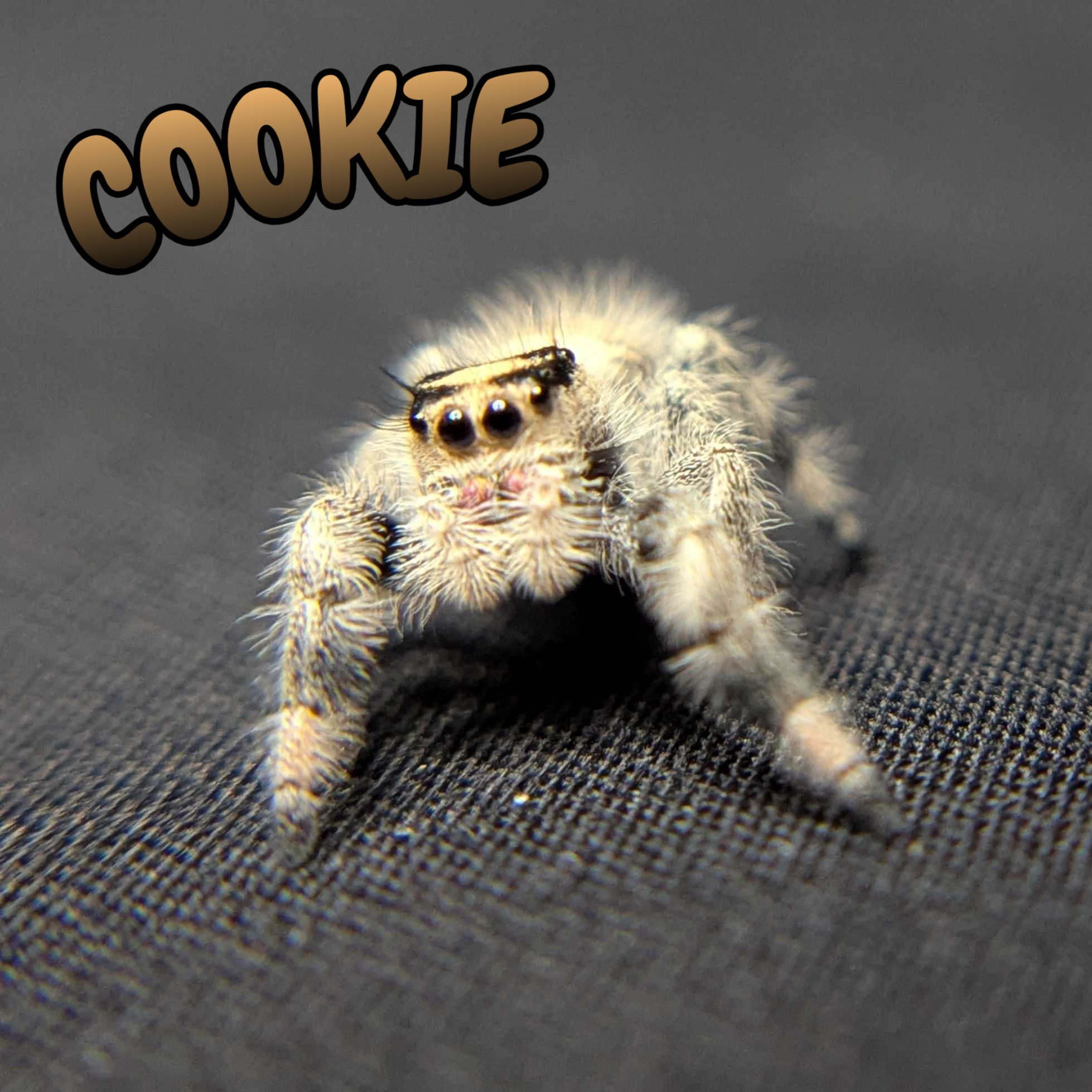 Regal Jumping Spider "Cookie"