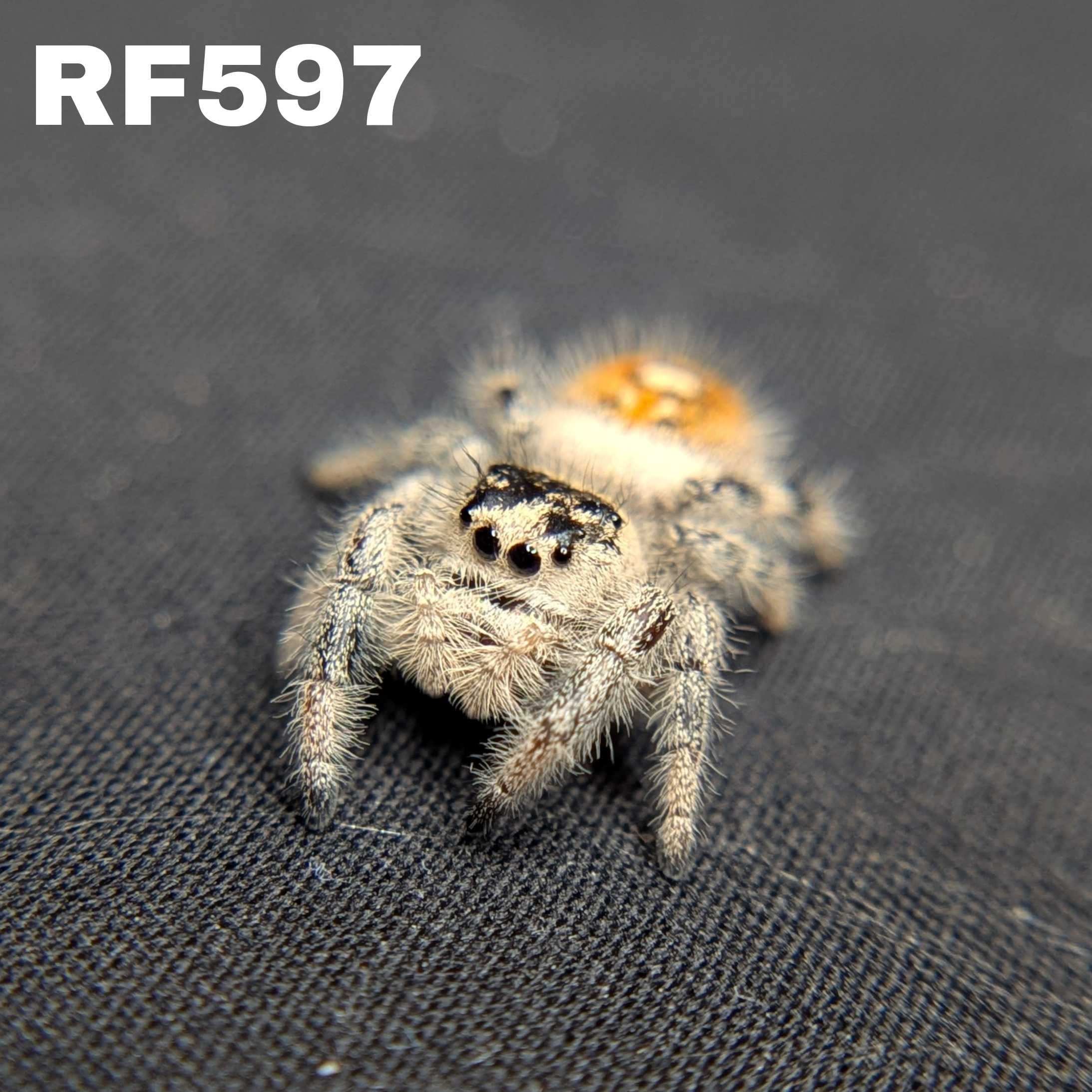 Regal Jumping Spider "Sherbert"