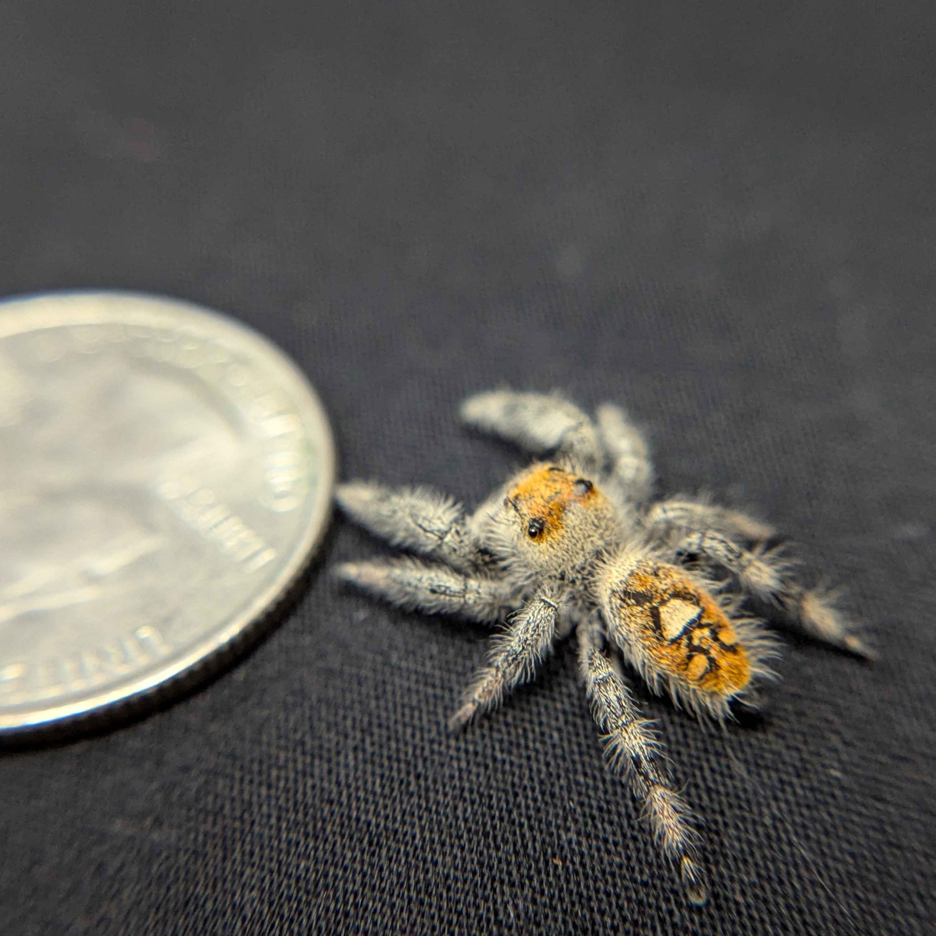 Regal Jumping Spider "Marzipan"