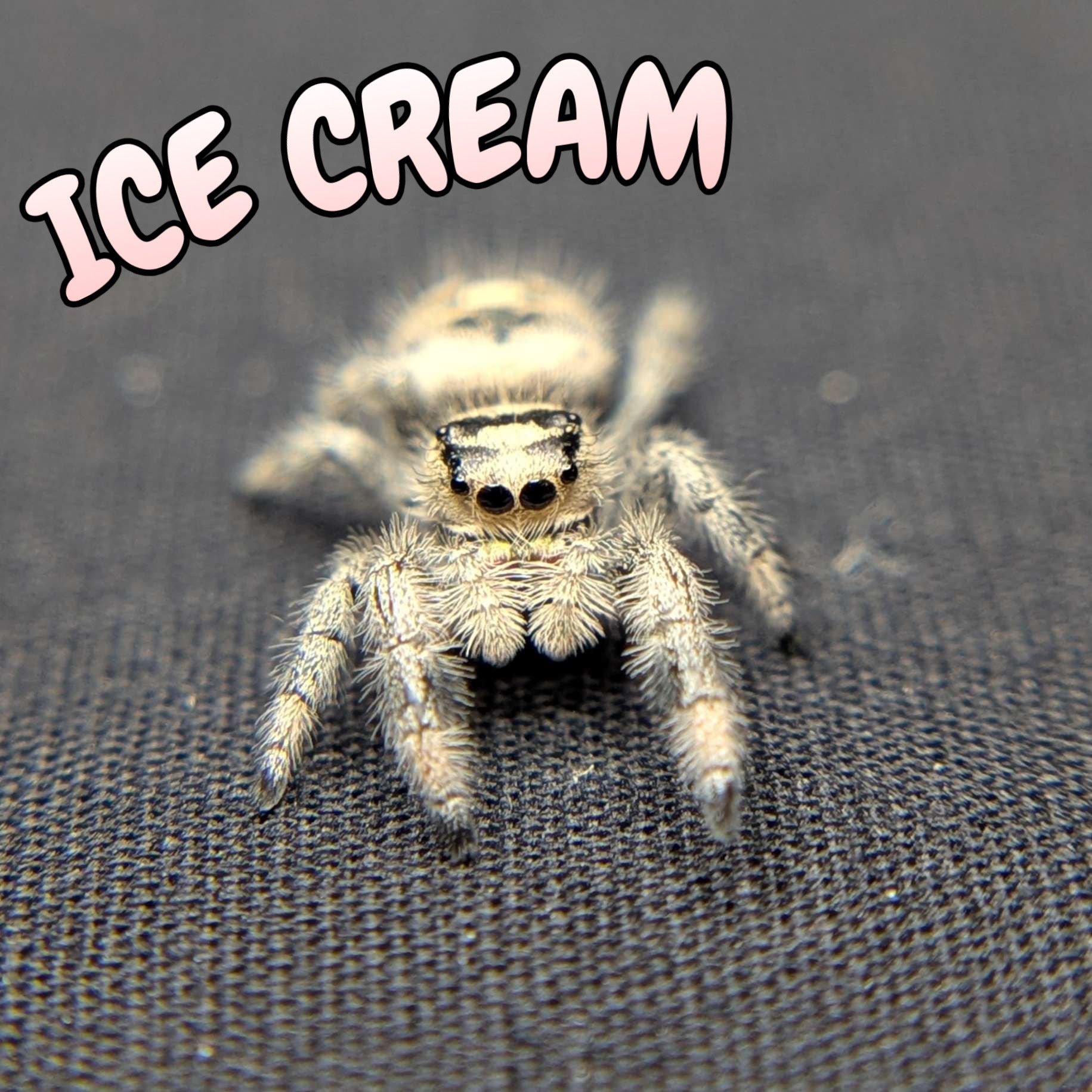 Regal Jumping Spider “Ice Cream”