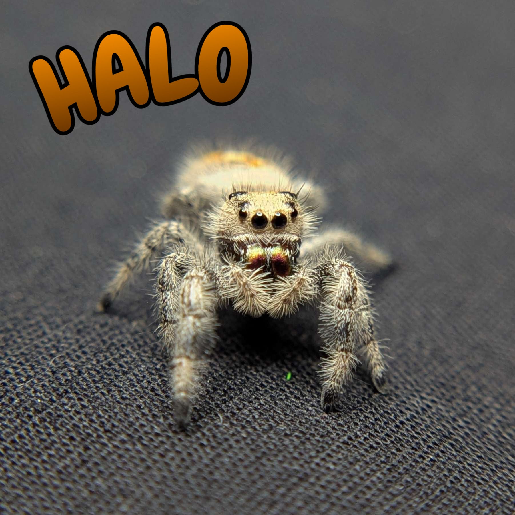 Regal Jumping Spider "Halo"