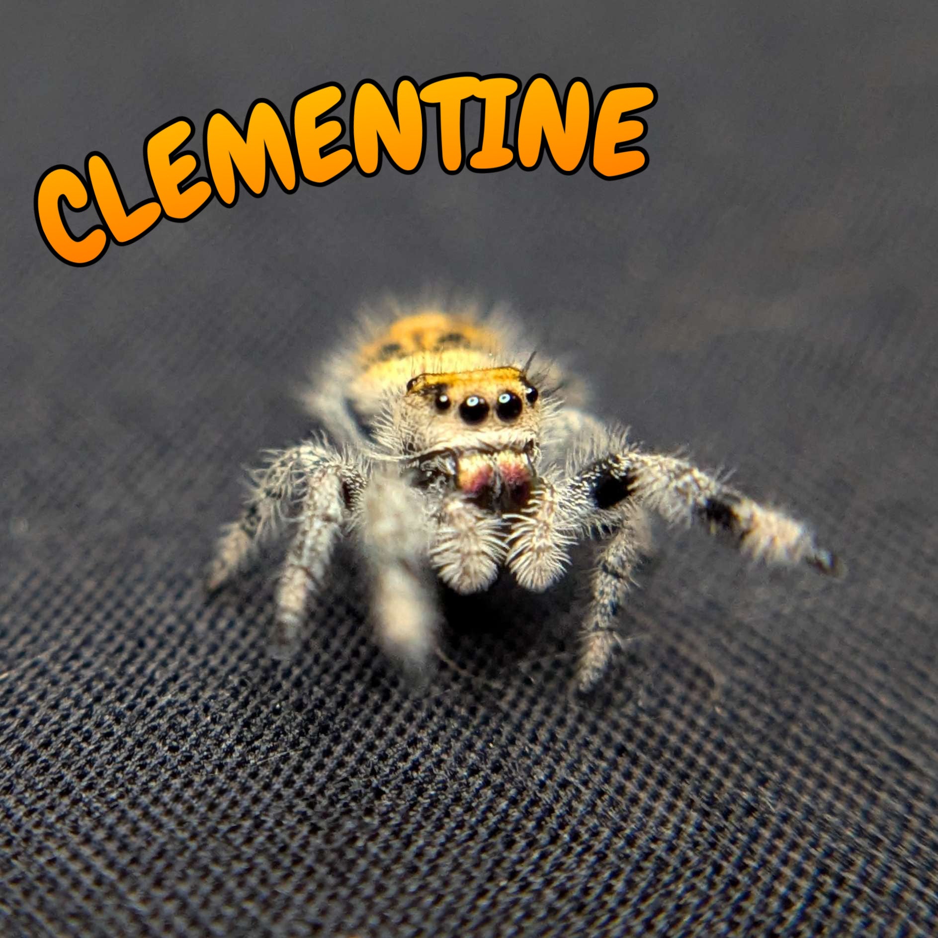 Female Regal Jumping Spider Clementine