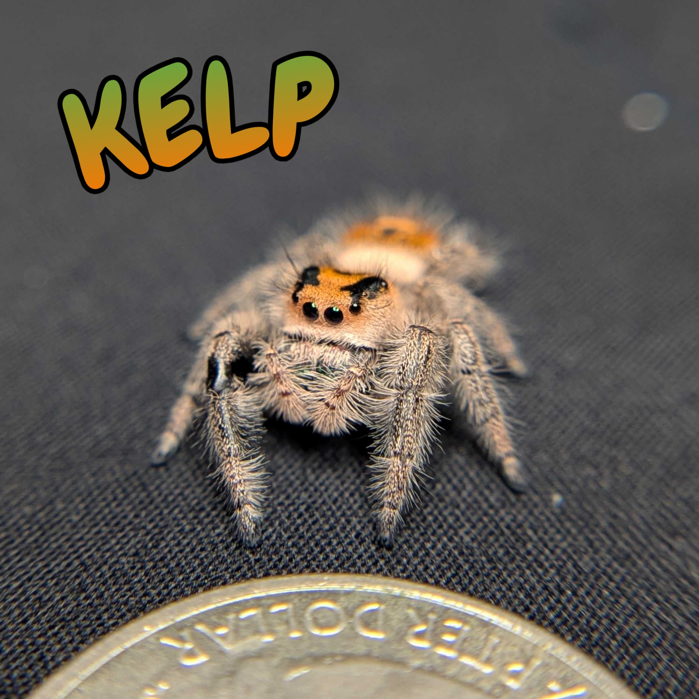 Regal Jumping Spider "Kelp"