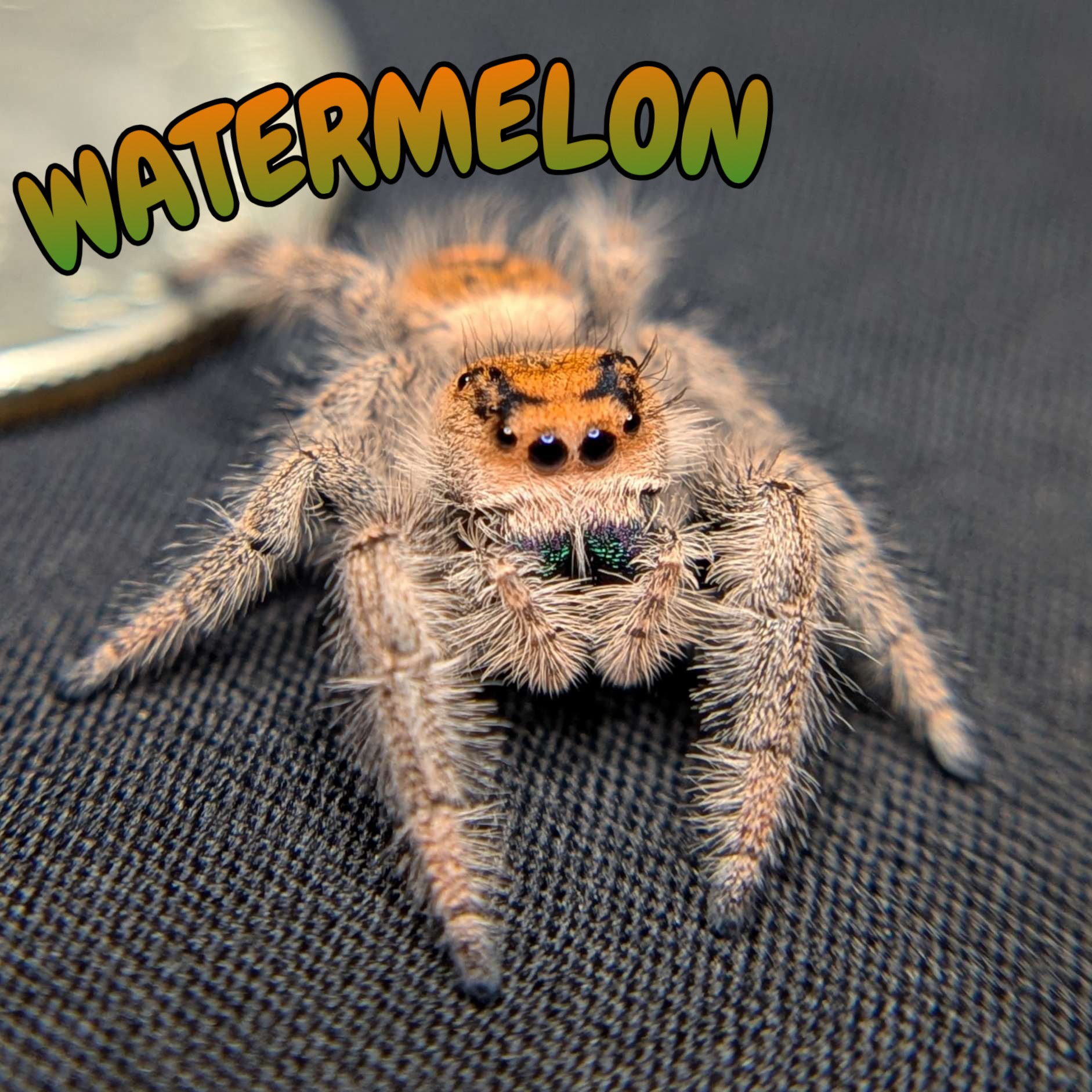 Regal Jumping Spider "Watermelon"