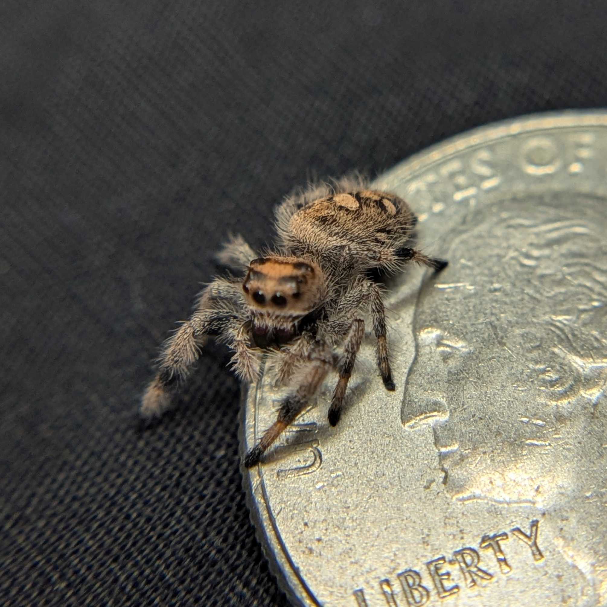 Regal Jumping Spider "Cutiepie"