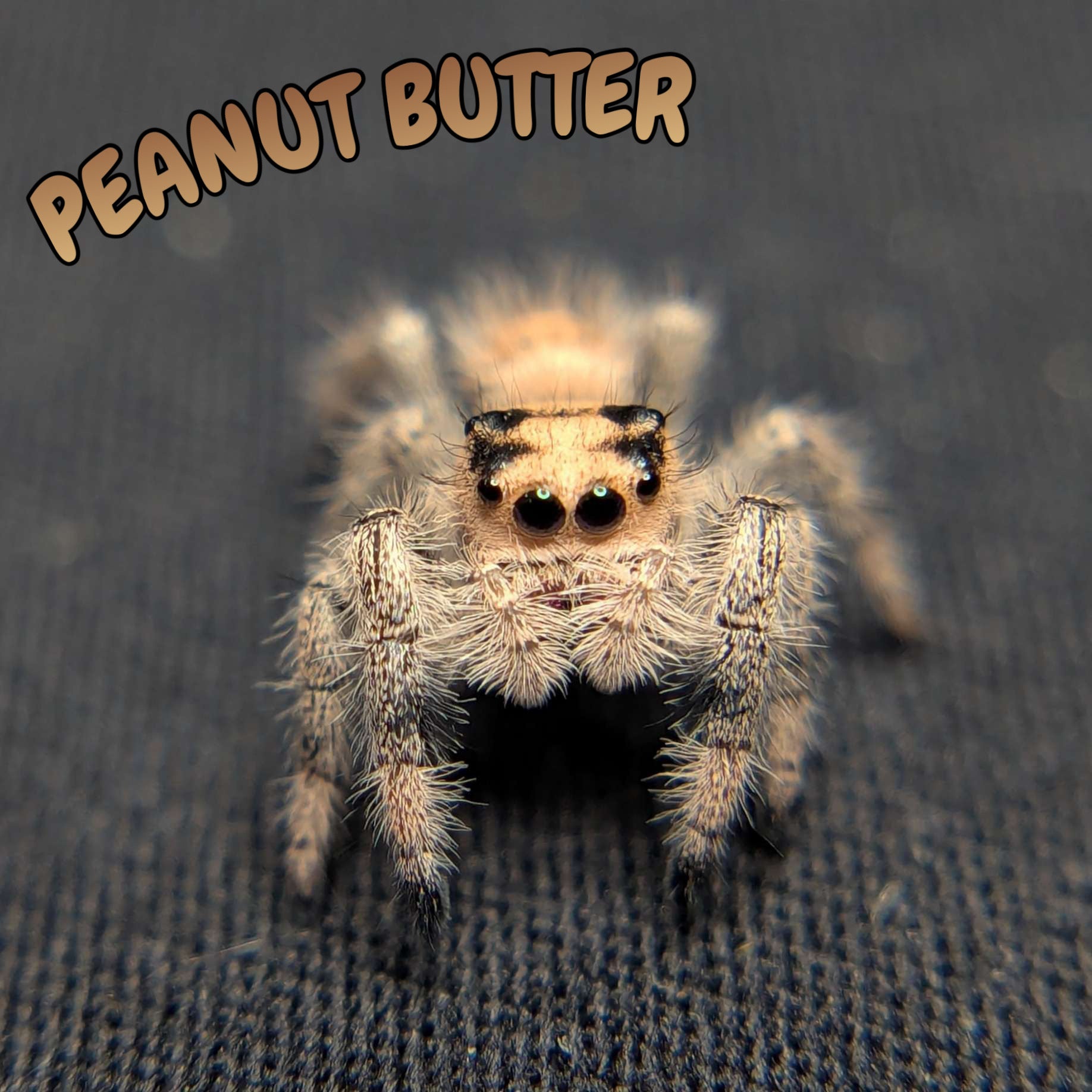 Regal Jumping Spider “Peanut Butter”