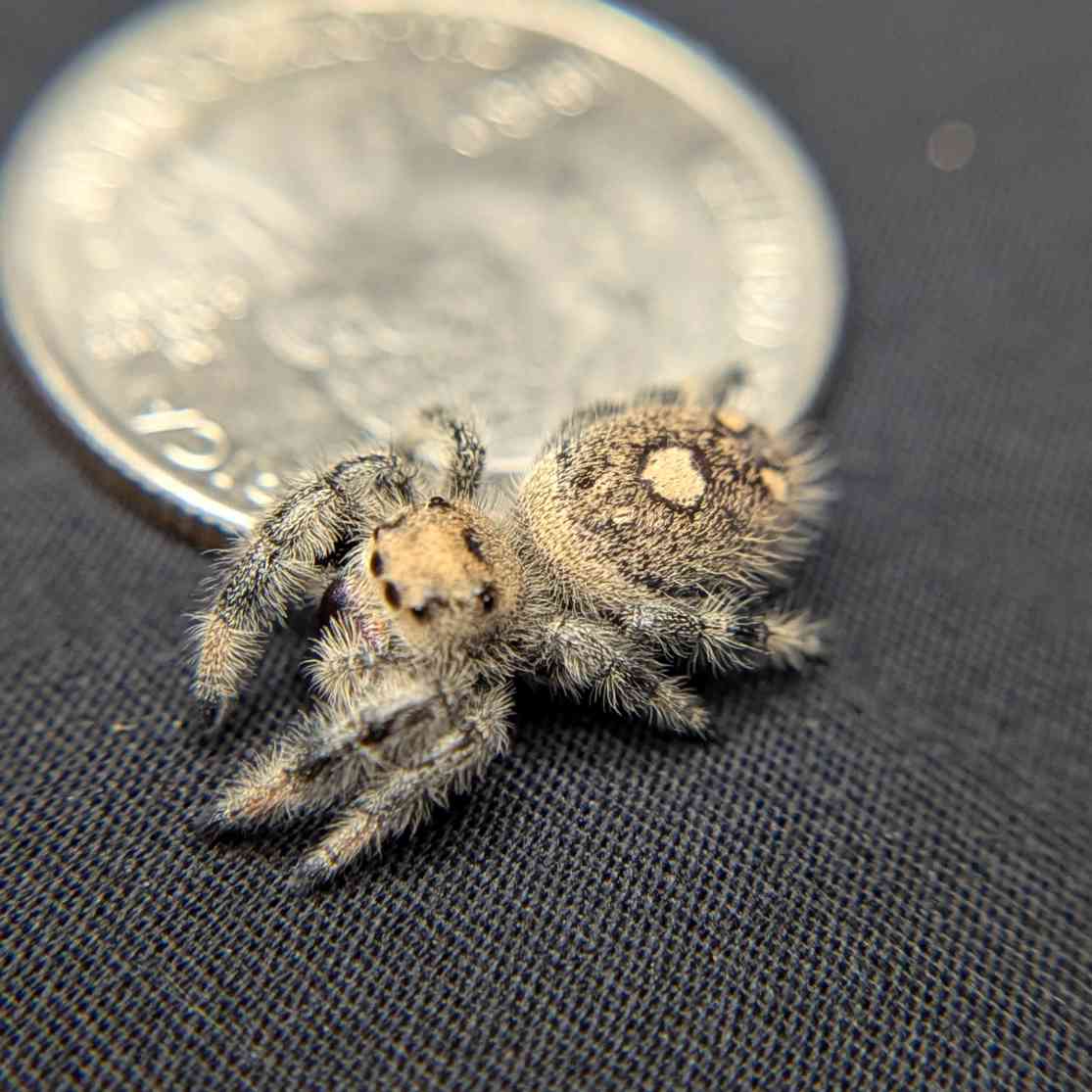 Regal Jumping Spider "Goldie"