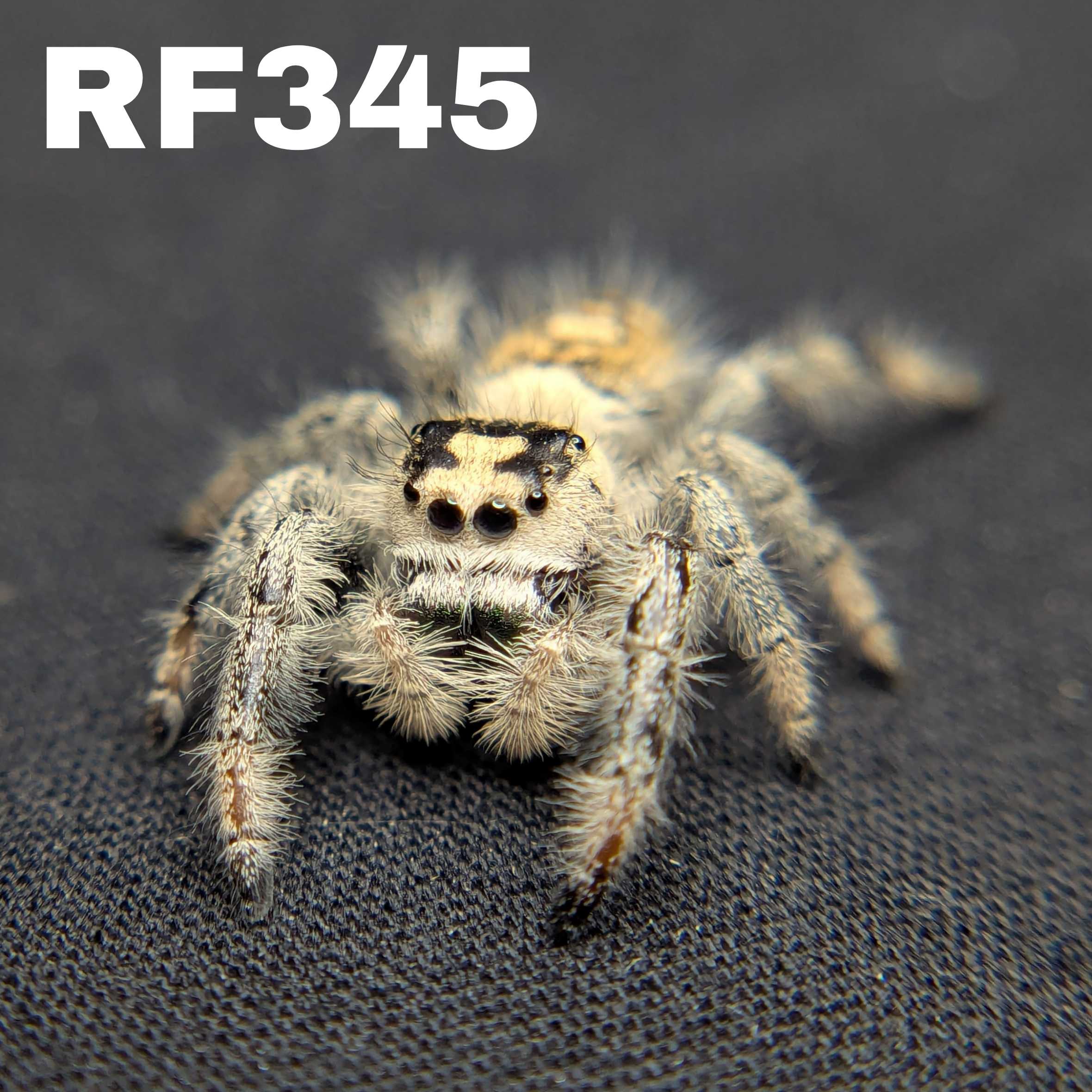 Regal Jumping Spider "Almond"