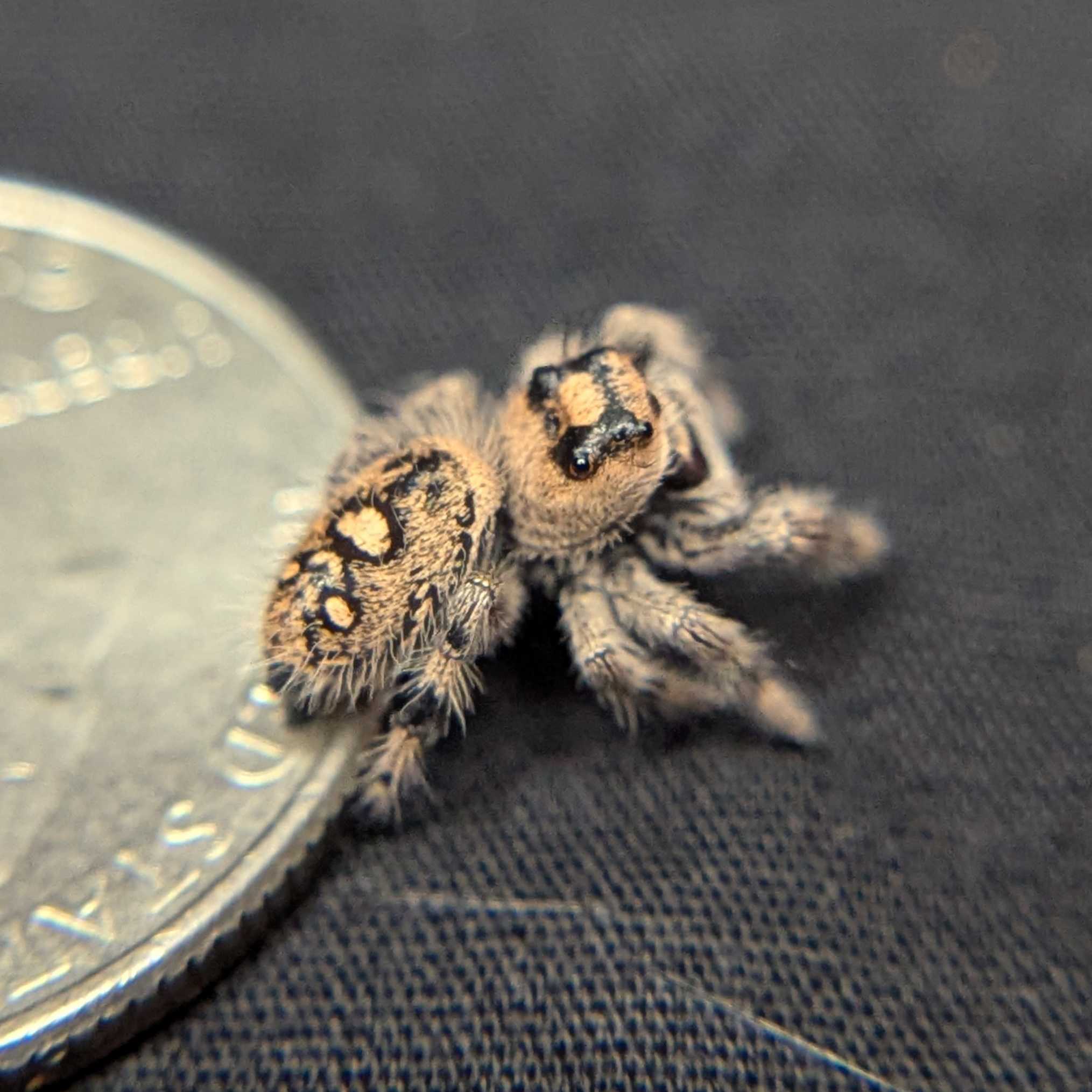 Regal Jumping Spider "Brownie"