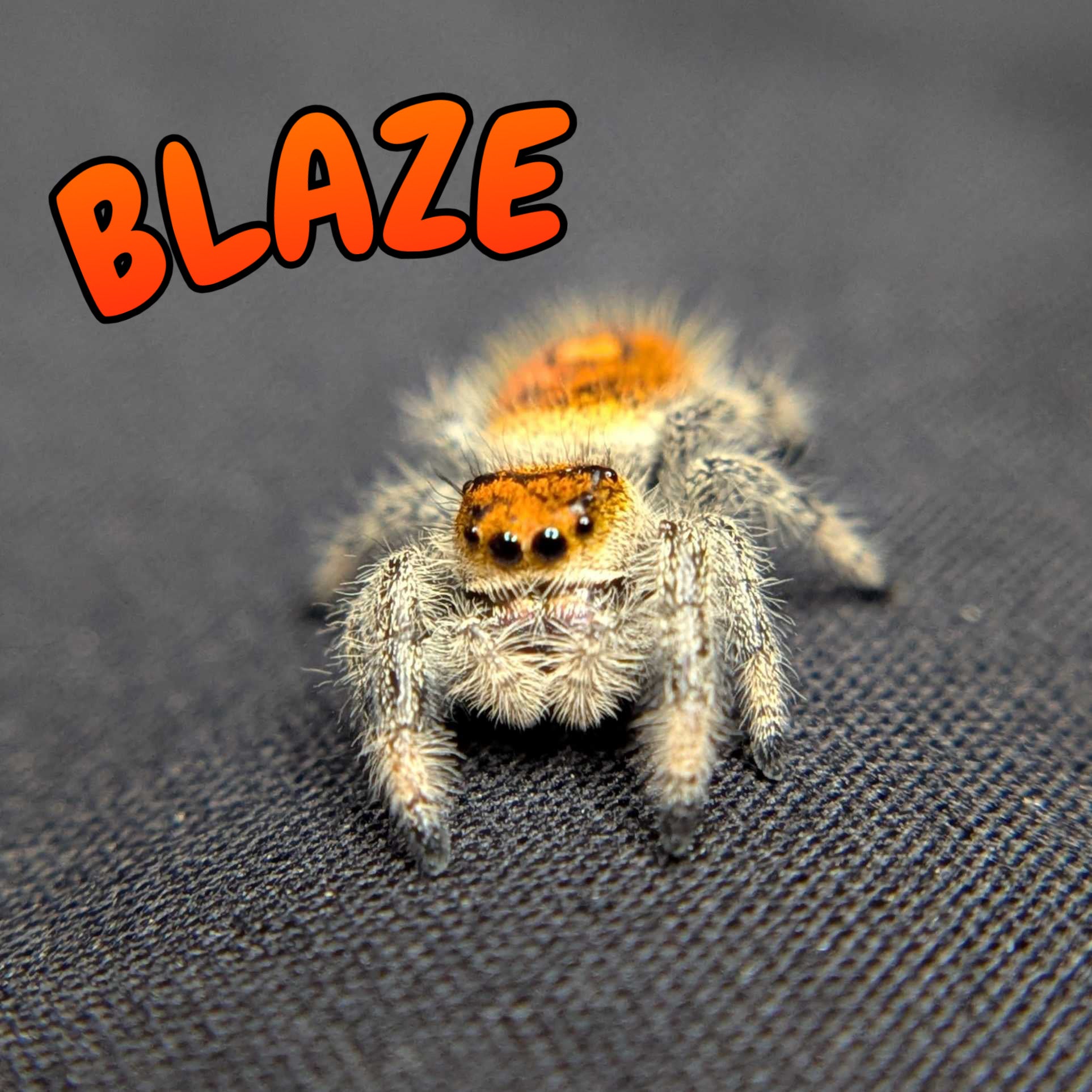 Regal Jumping Spider "Blaze"