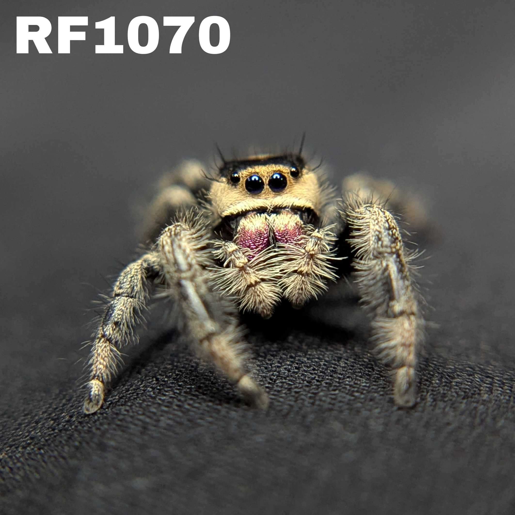 Regal Jumping Spider "Phantom"