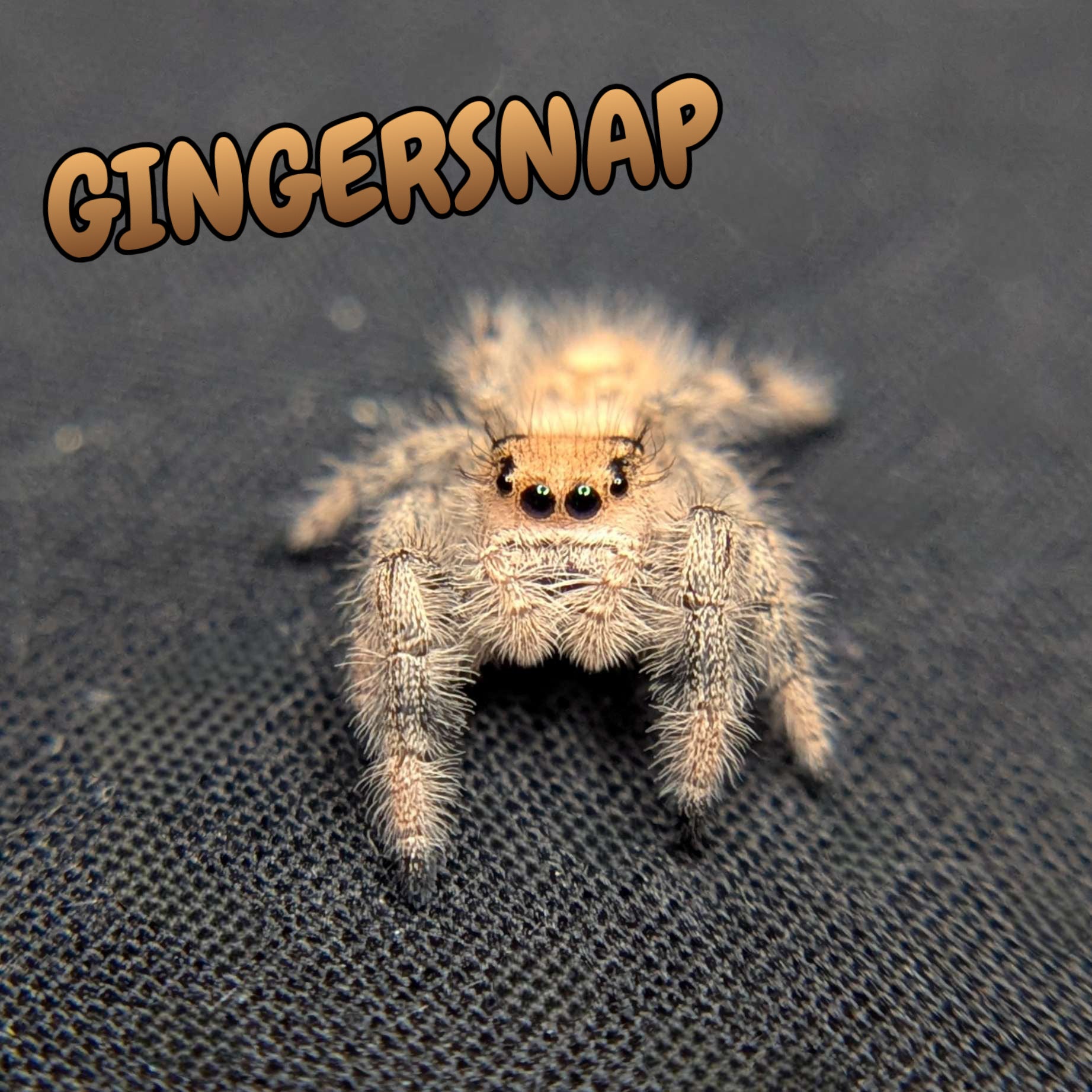Regal Jumping Spider "Gingersnap"