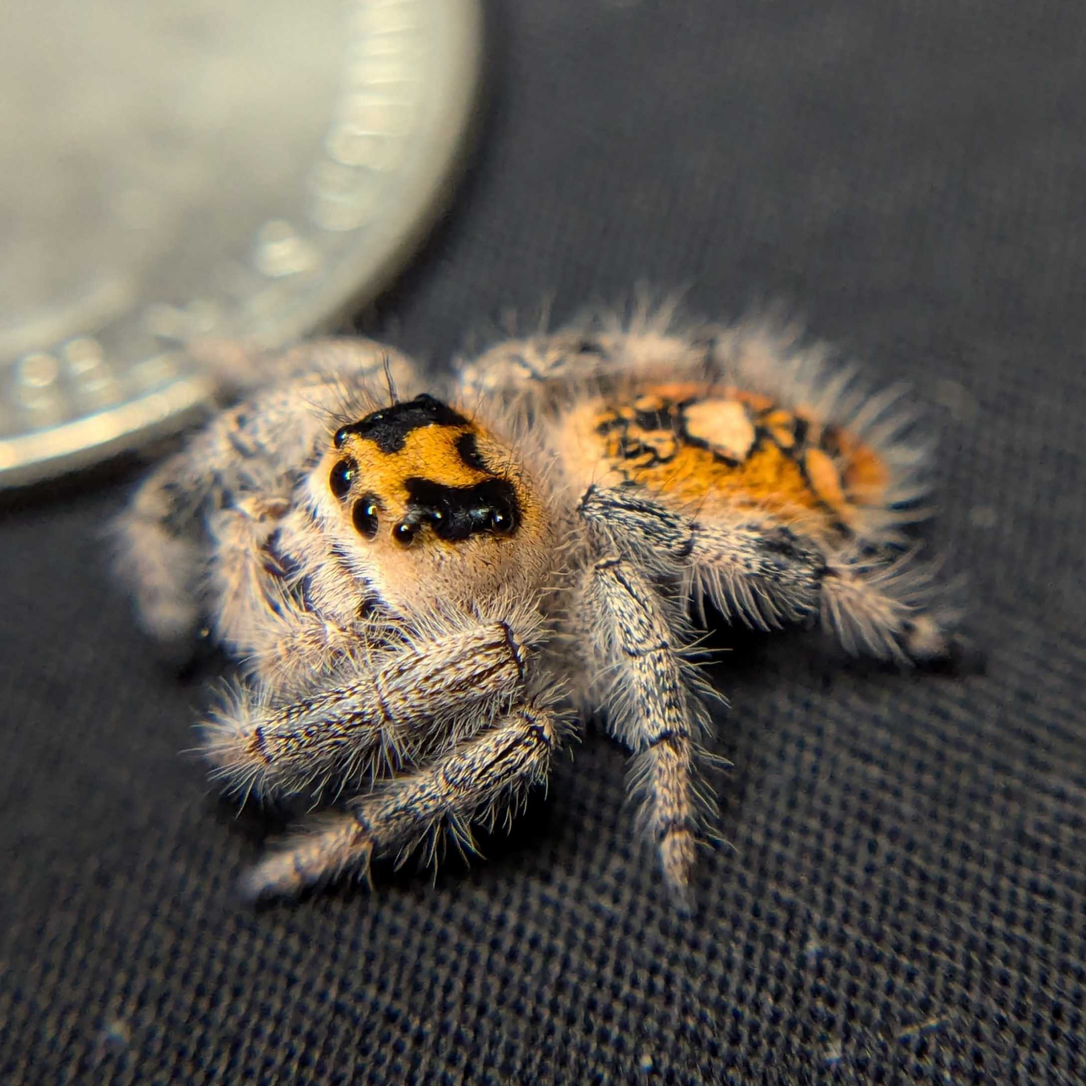 Regal Jumping Spider "Wildberry"
