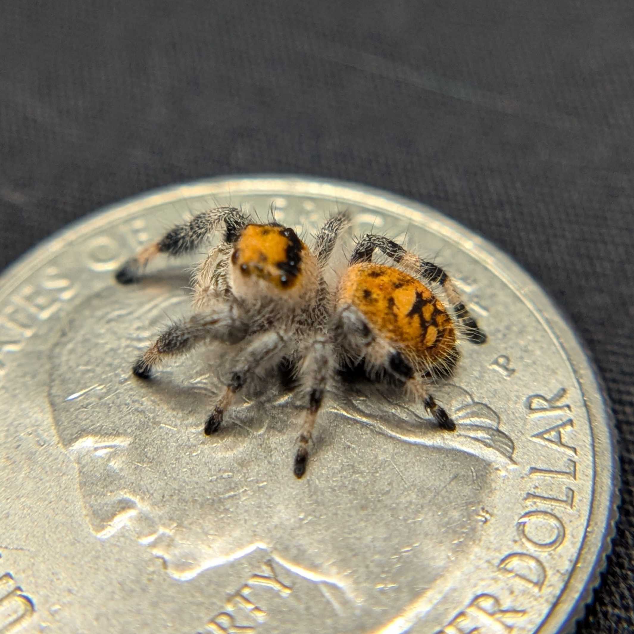 Regal Jumping Spider "Jazz"